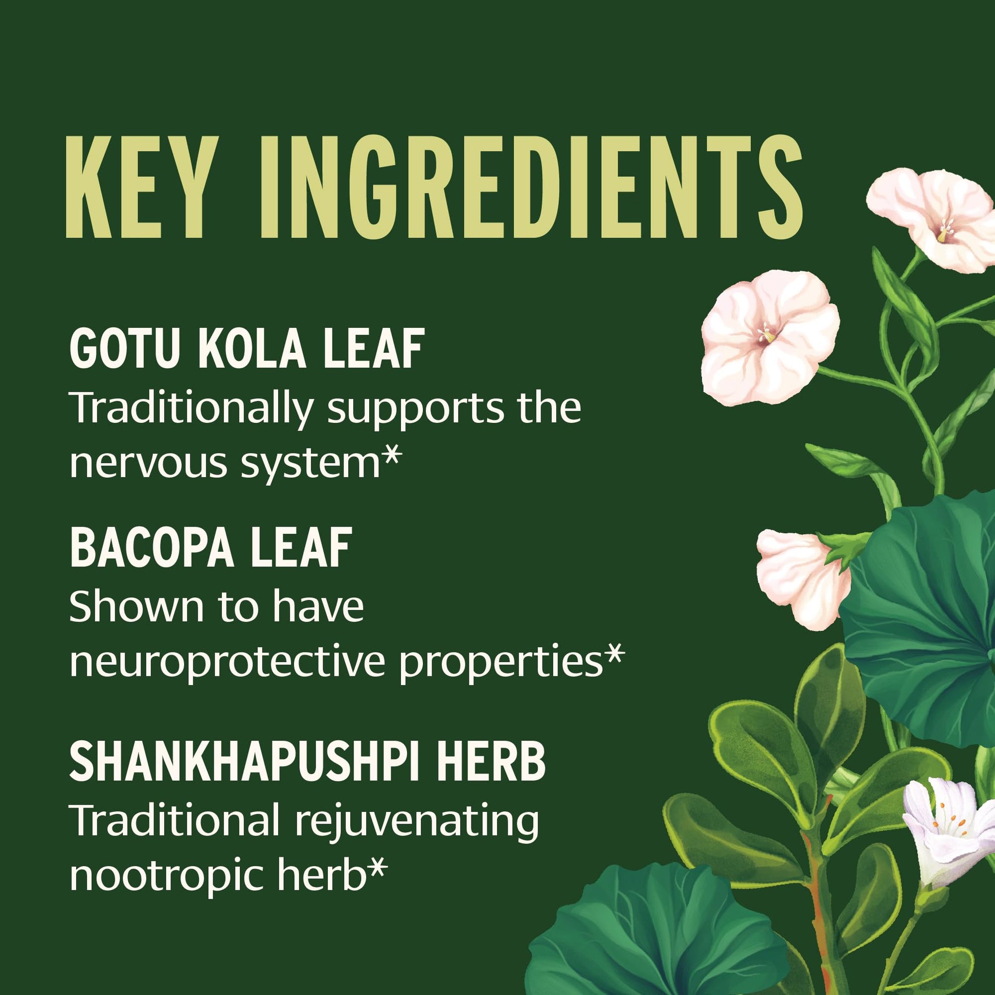 Banyan Botanicals Focus Liquid Extract – Organic Focus Supplement – Liquid Extract in Non-Alcoholic Glycerin – Nootropic Herbs for Fast-Acting Support* – 1 oz. – Non-GMO Sustainably Sourced Vegan Banyan BotanicalsAu supplements