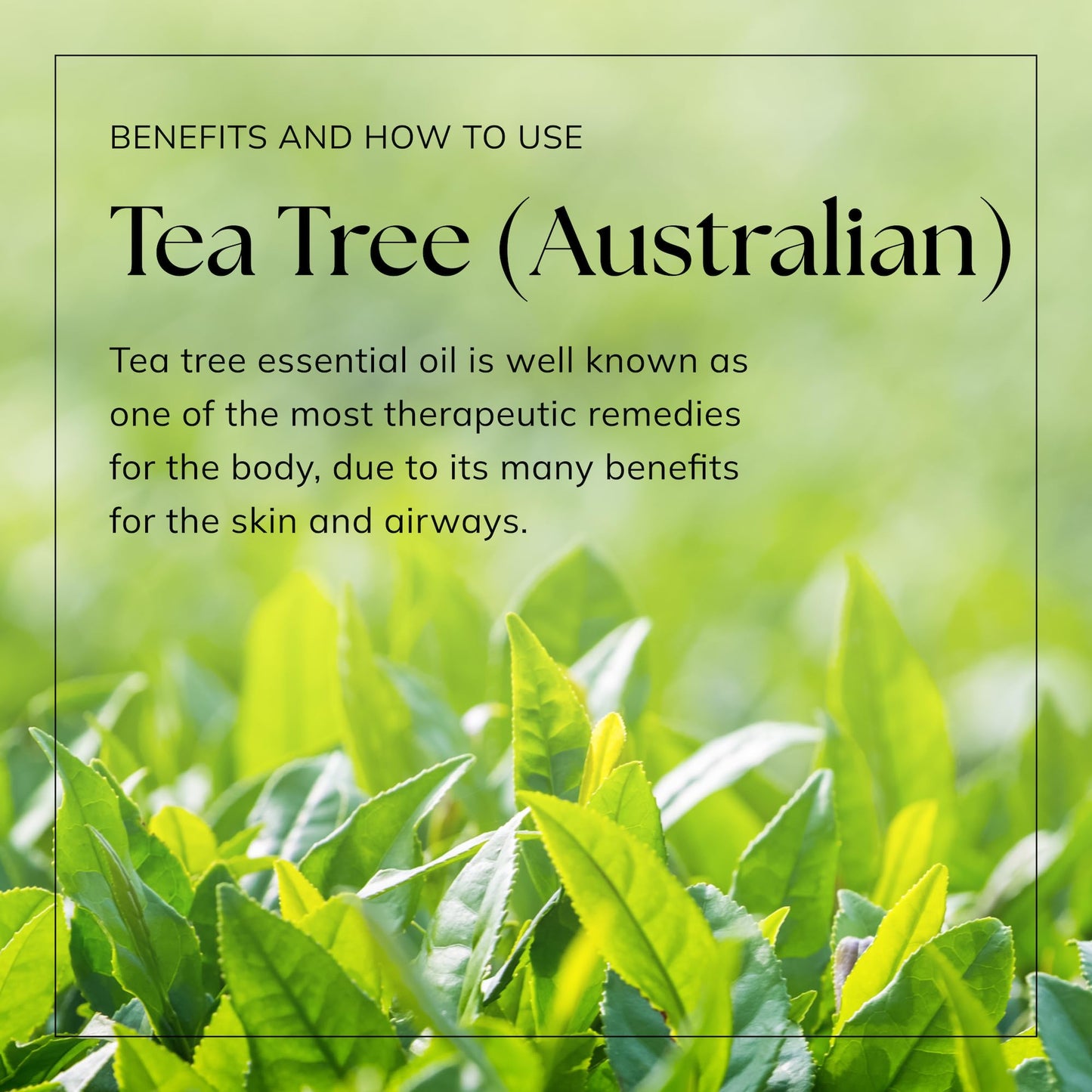 Nikura Pure Australian Tea Tree Essential Oil for Skin, Nail Fungus, Face, Hair, Acne nikuraUS supplements