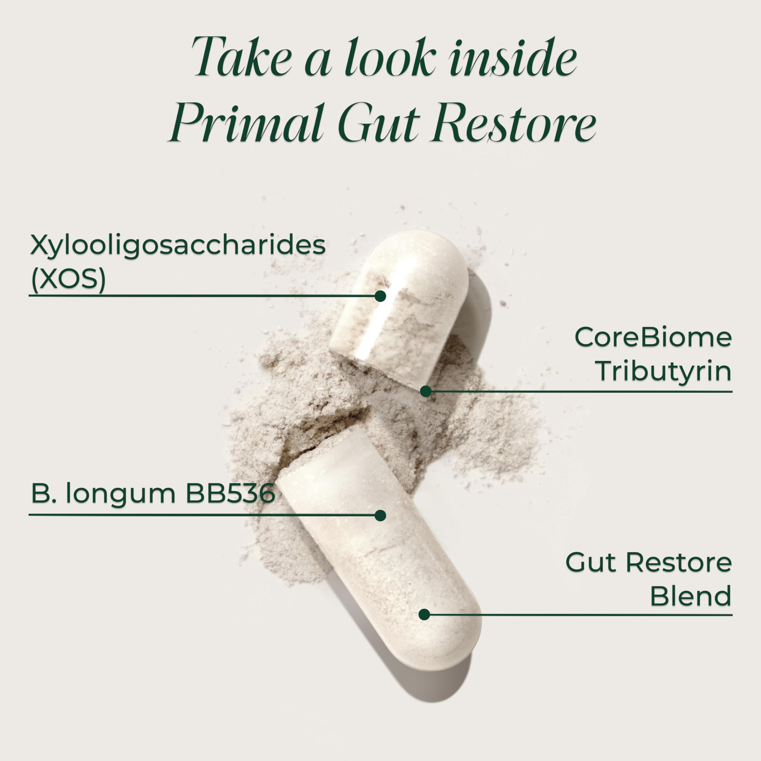 Primal Harvest Restore for Gut Health, Primal Gut Restore w/POSTbiotics, PREbiotics and PRObiotics for Women and Men, 60 CT - Digestion, Colon Cleanse,