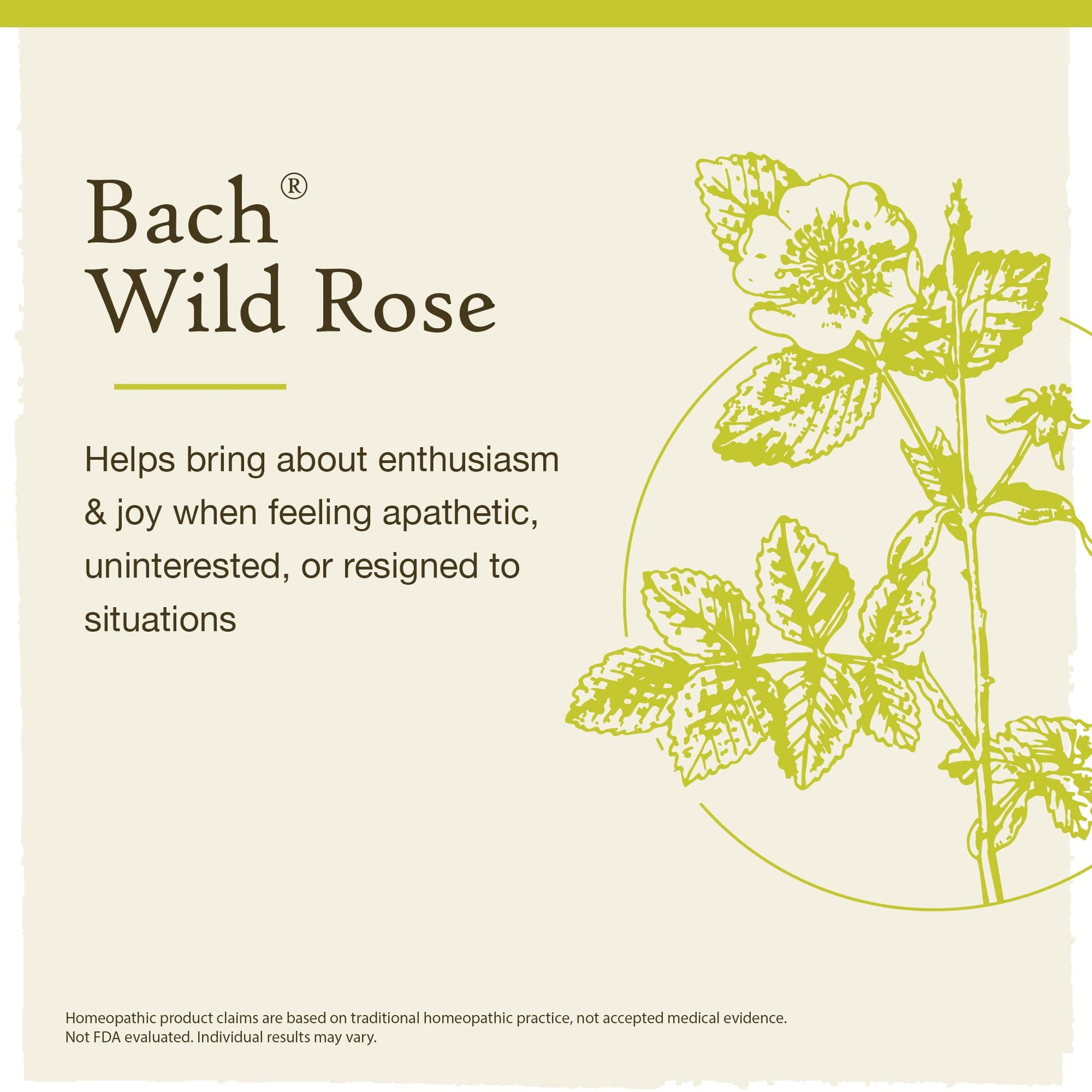 Bach Original Flower Remedies, Wild Rose for Enthusiasm (Non-Alcohol Formula), Natural Homeopathic BachAu supplements