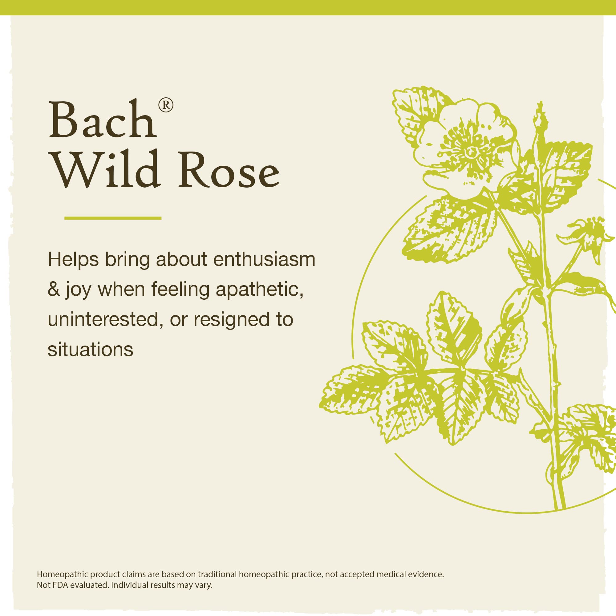 Bach Original Flower Remedies, Wild Rose for Enthusiasm (Non-Alcohol Formula), Natural Homeopathic BachAu supplements