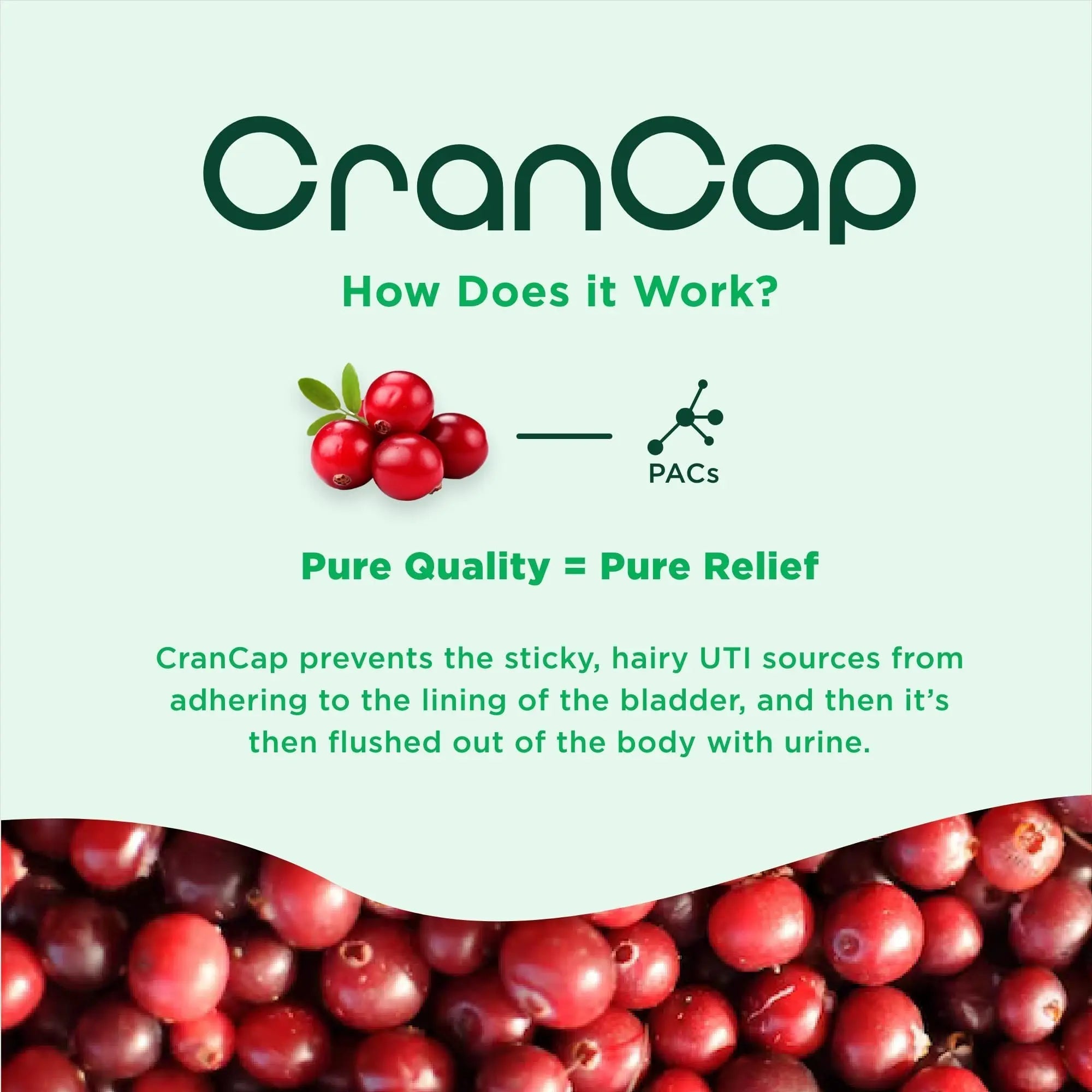 CranCap - Cranberry Pills - Urinary Tract Health Cranberry Supplement - 36mg of Potent PACs - Non GMO, Vegan, Gluten Free - by Heale - 30 Capsules CranCapAu supplements