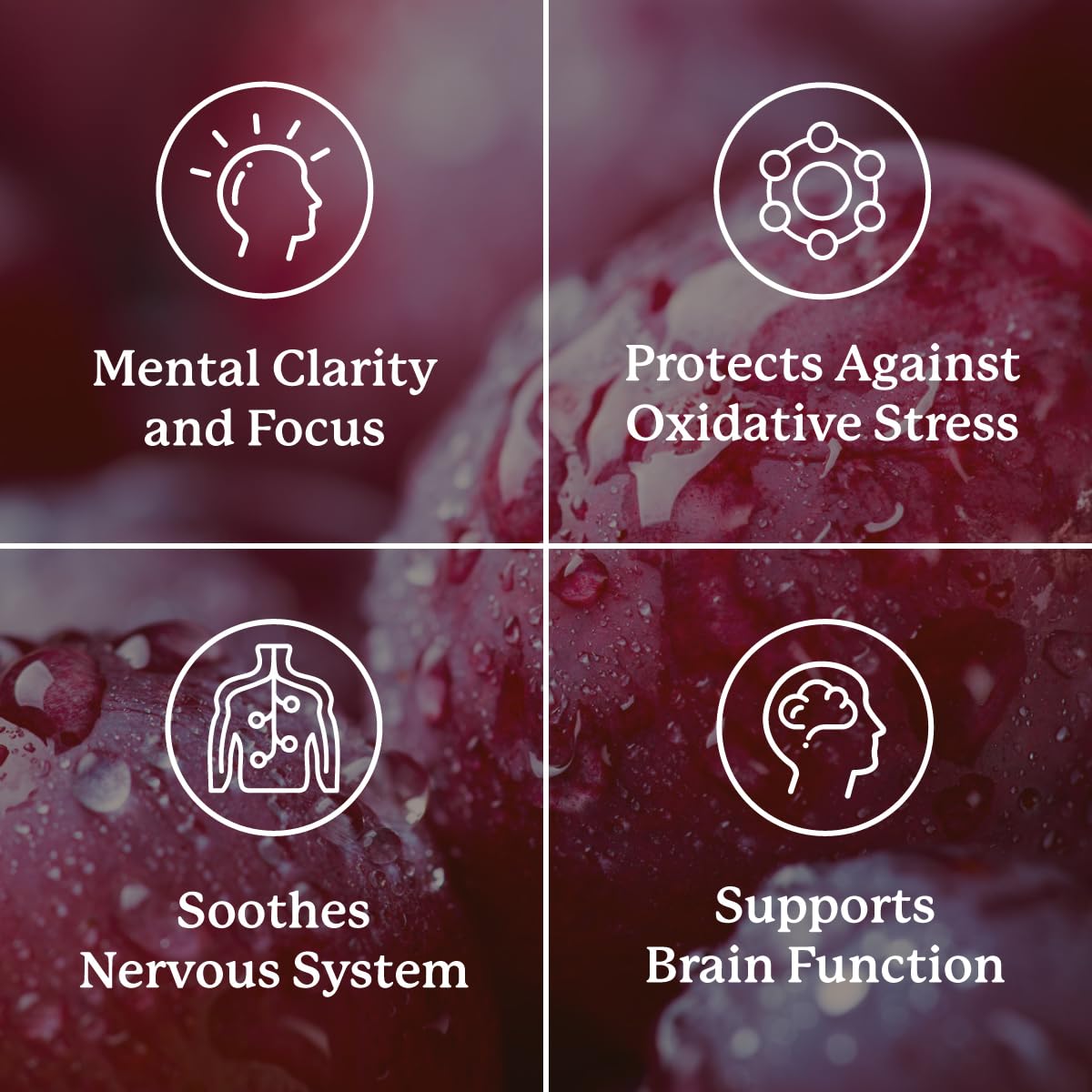 Nature's Sunshine Focus Attention, 90 Capsules, Provides Nutrients That Help Maintain Normal Brain-Stimulation Levels While Supporting Blood Circulation and Neurotransmitter Levels in The Brain Nature's SunshineAu supplements