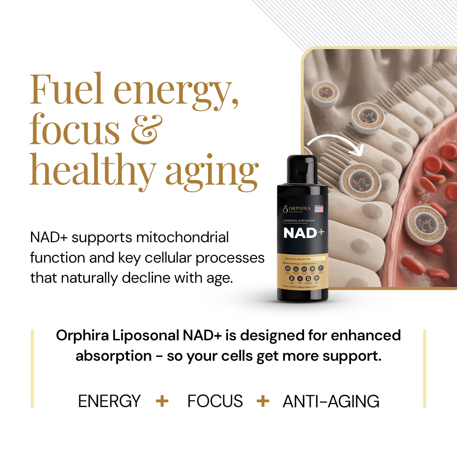 Orphira Liquid Liposomal NAD+ Supplement - 10x Better Absorption for Cellular Energy, Mental Clarity, Healthy Aging & Vitality Support - Enhanced NAD Plus, Vegan, Non-GMO - 30 Servings (4 fl oz) Orphira NutritionAu supplements