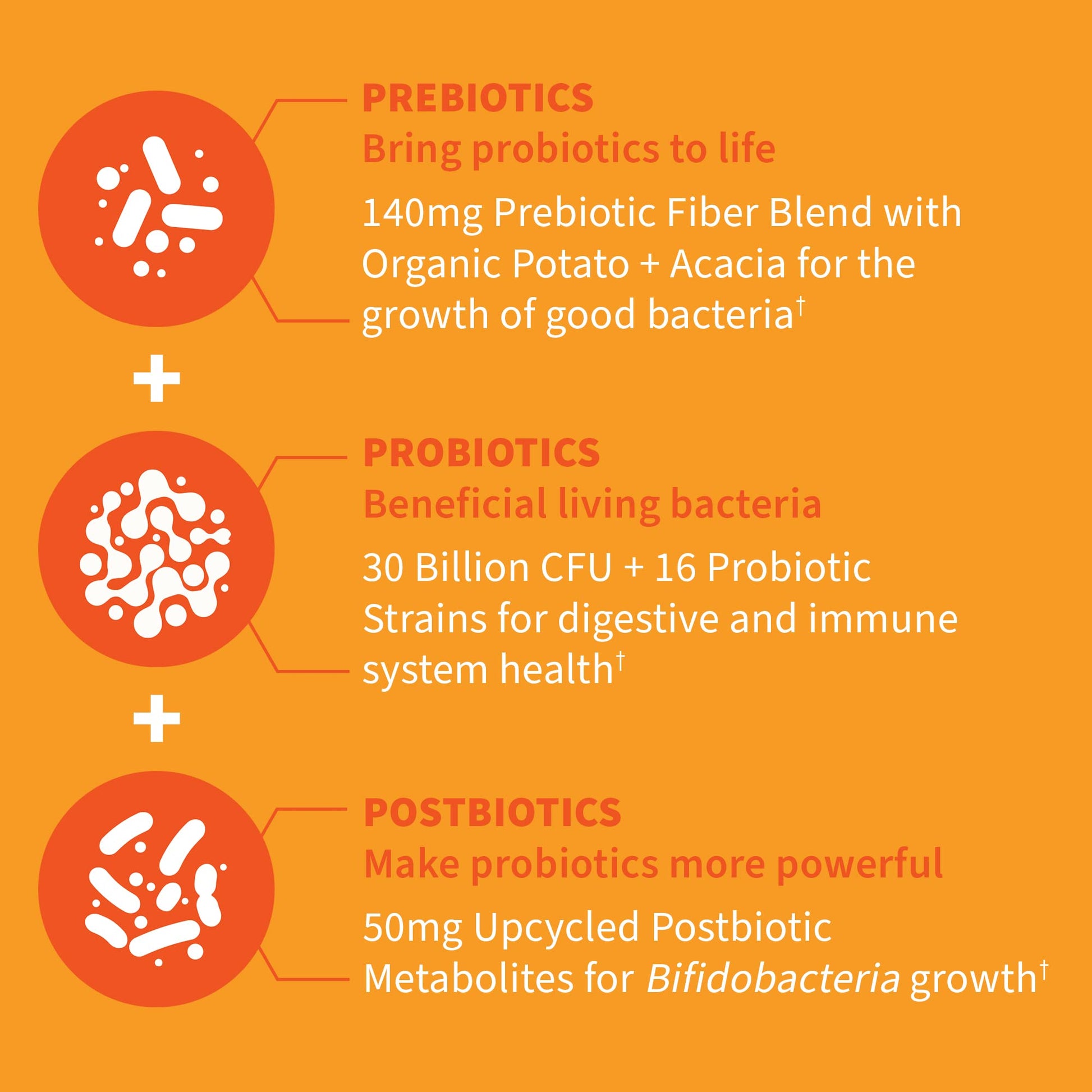 Garden of Life Dr Formulated Probiotics 30 Billion CFU Pre + Pro + Postbiotics for Men and Women Digestive and Immune Support, Potato, Acacia, Postbiotic Metabolites, 30 Mini Vegetarian Capsules Garden of LifeAu supplements