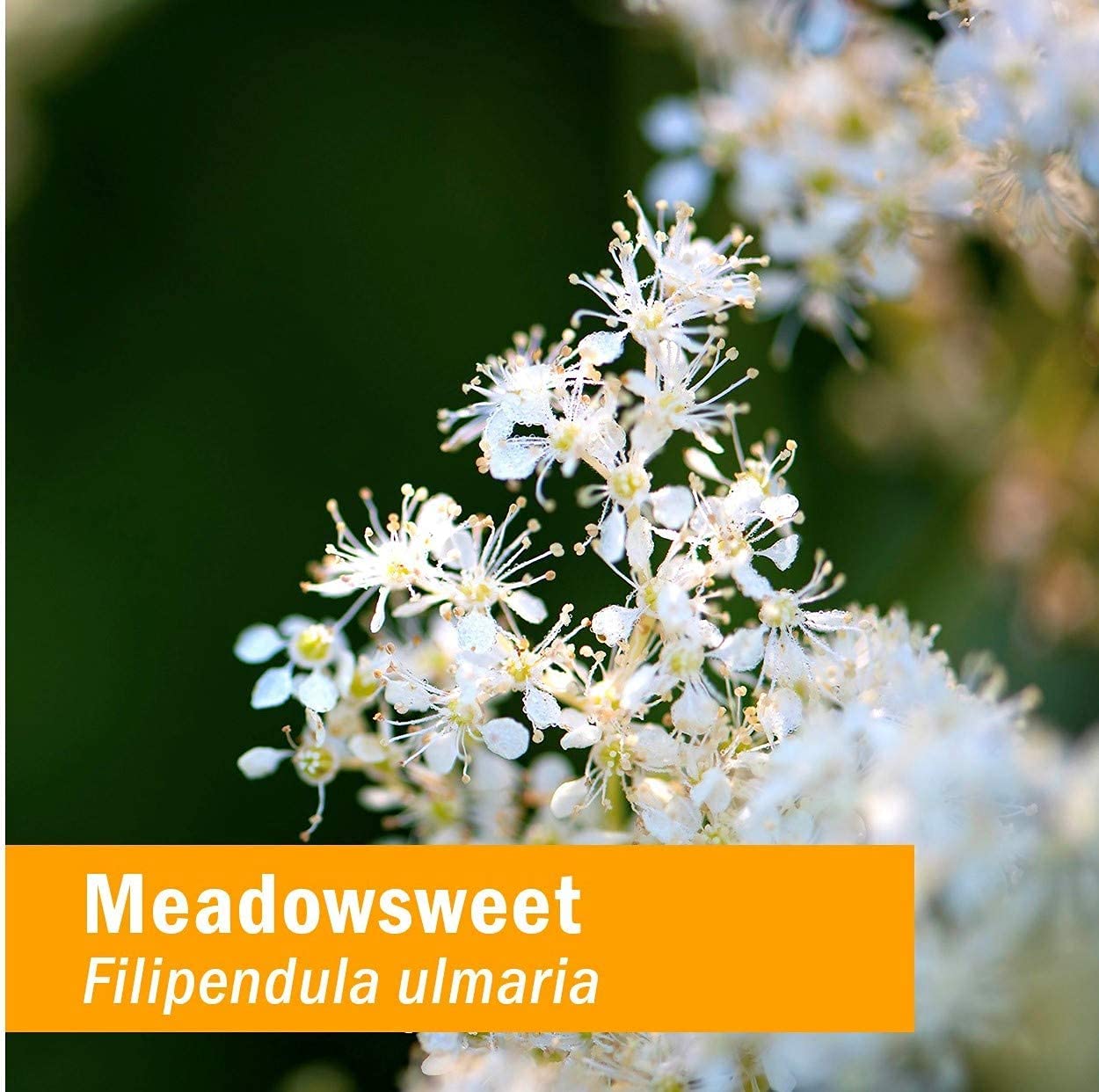 Herb Pharm Certified Organic Meadowsweet Liquid Extract for Minor Pain - 1 Ounce (DMEAD01) Herb PharmAu supplements