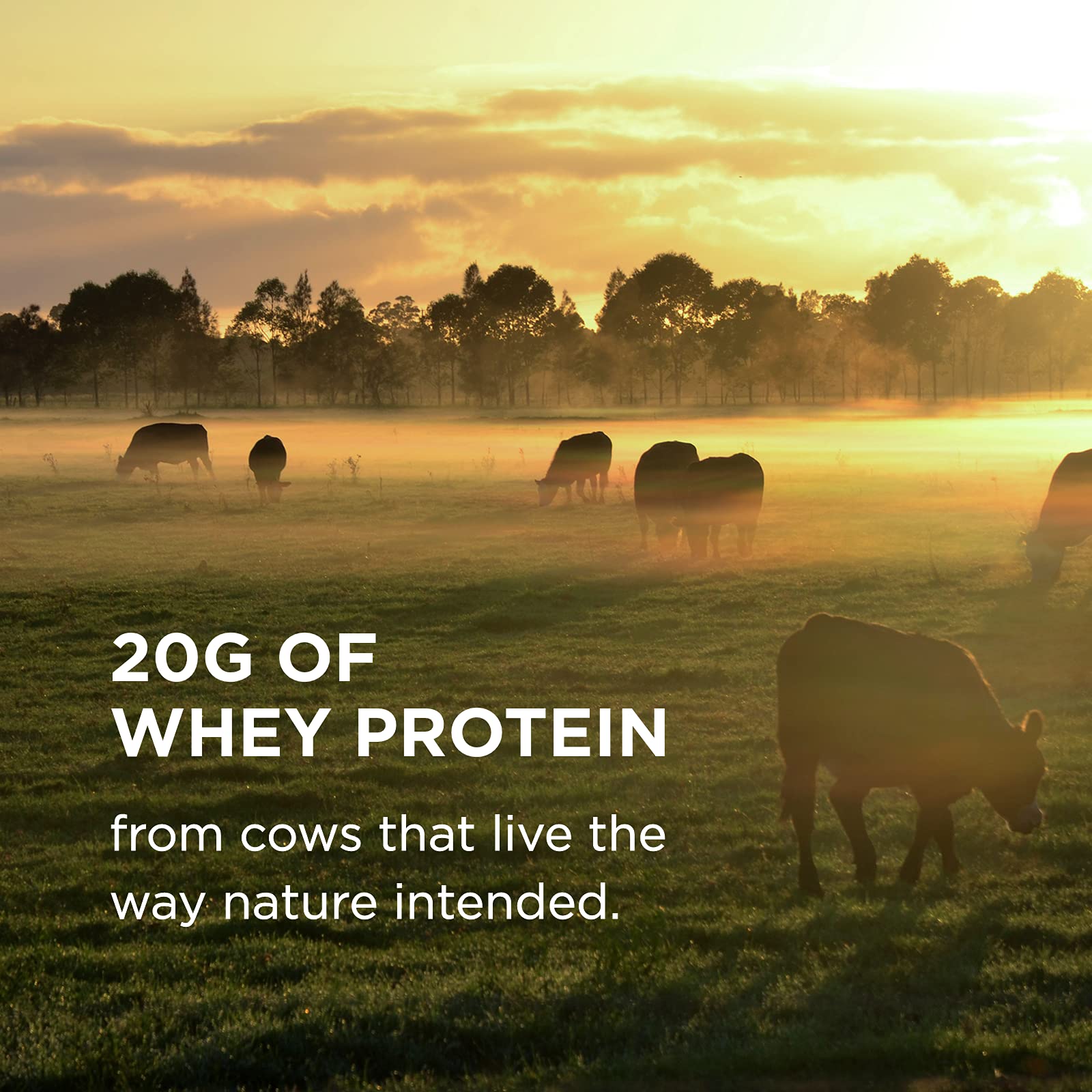 Solgar Whey To Go Natural Vanilla Flavour Protein Powder 340 g - Grass-Fed Whey from New Zealand Cows SOLGARAu supplements