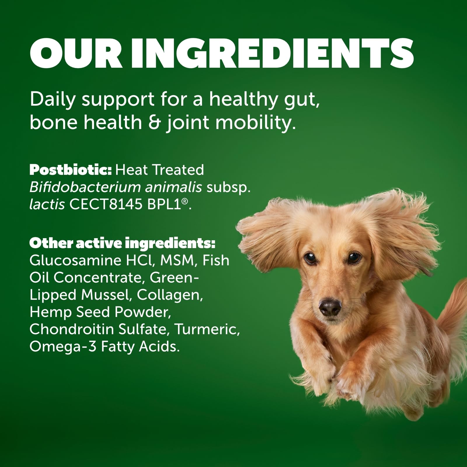 Protexin Daily Care Gut+ Mobility | 60 Dog Chews, Chicken and Bacon Flavor Dog Supplement | Probiotics for Dogs, Dog Postbiotics ProtexinAu supplements