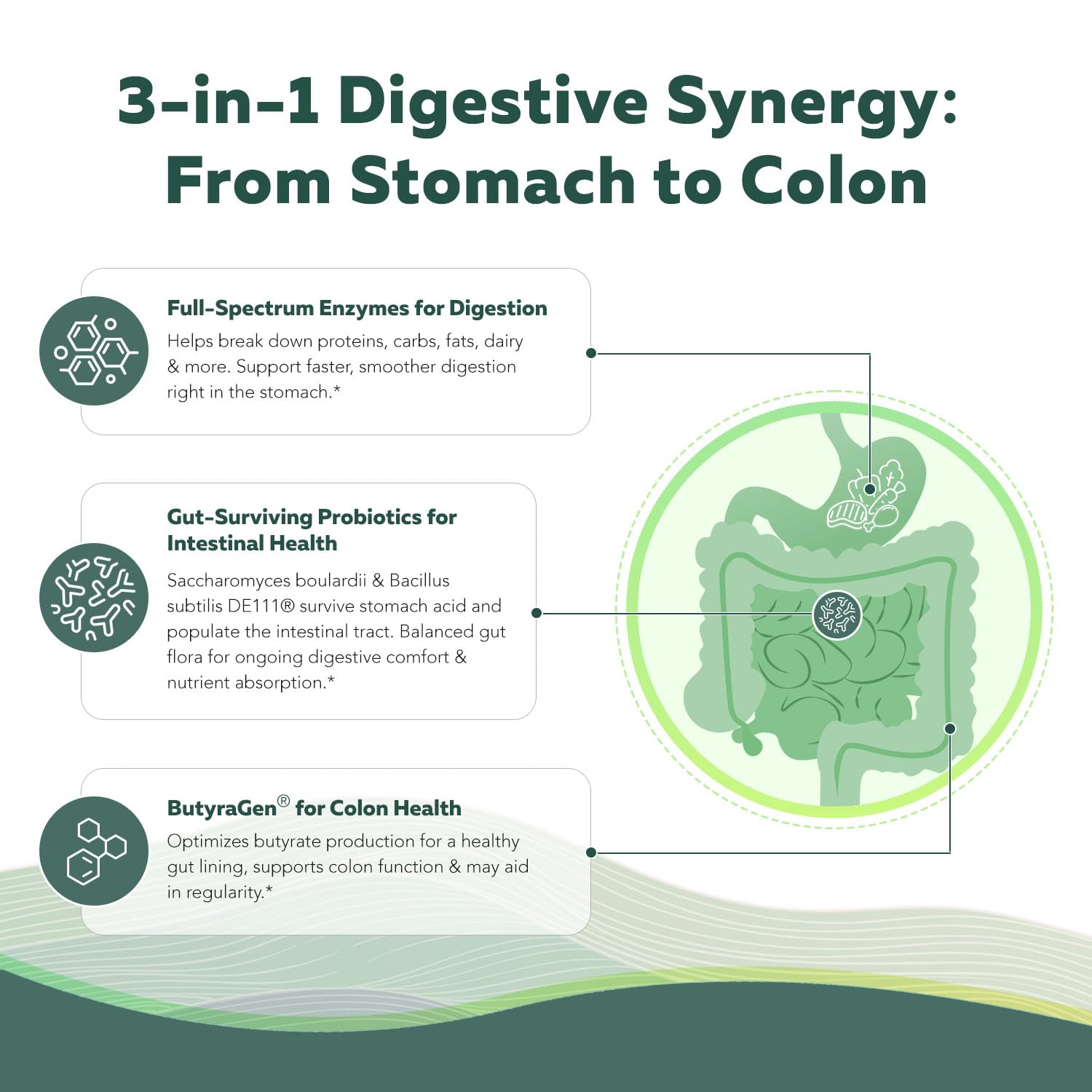 Flora Digest - 3-in-1 Max Strength Digestive Enzymes + Gut Surviving Probiotics & ButyraGen® Postbiotic for Optimal Digestion, Bloating Relief, Regularity, Gut Lining & Colon Support - (60 Capsules) Triquetra HealthAu supplements