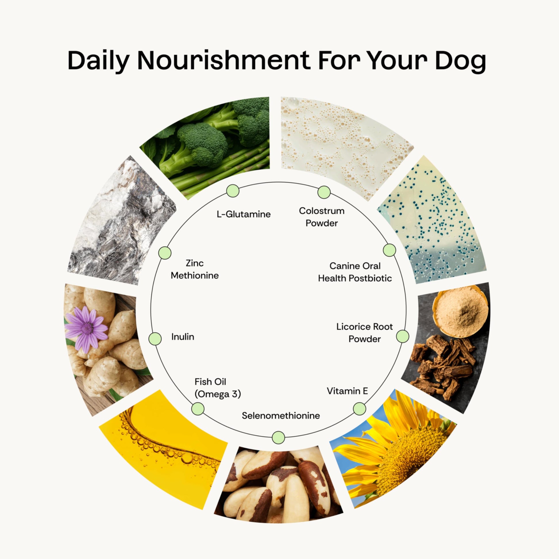 Daily Prebiotic + Postbiotic Dog Supplement Powder | 12-in-1 Support for Gut, Joints, Allergy, Immunity, Calming & Oral Health | Human-Grade Ingredients, No Artificial Flavors-No Fillers - 30 Sachets PlentumAu supplements