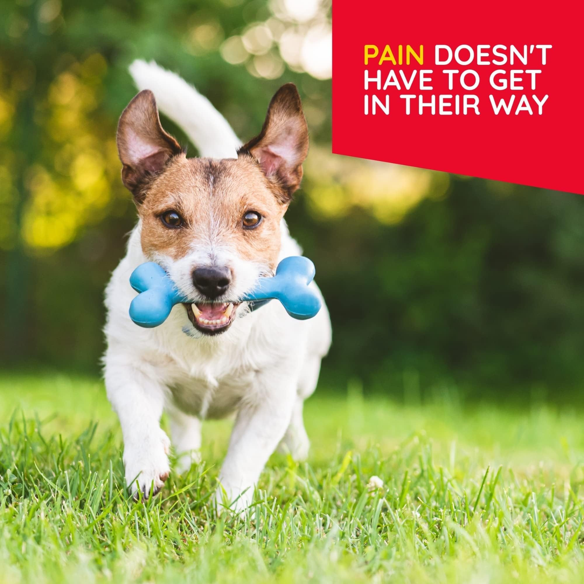 MediNatura Plant-Powered Pet Pain Relief Bundle T-Relief Pet Pain Tablets (90) + T-Relief Pet Arthritis (90) 12 Plant-Based Homeopathic Pain Relievers with Arnica - Support for Muscles, Joints + HIPS MediNaturaAu supplements
