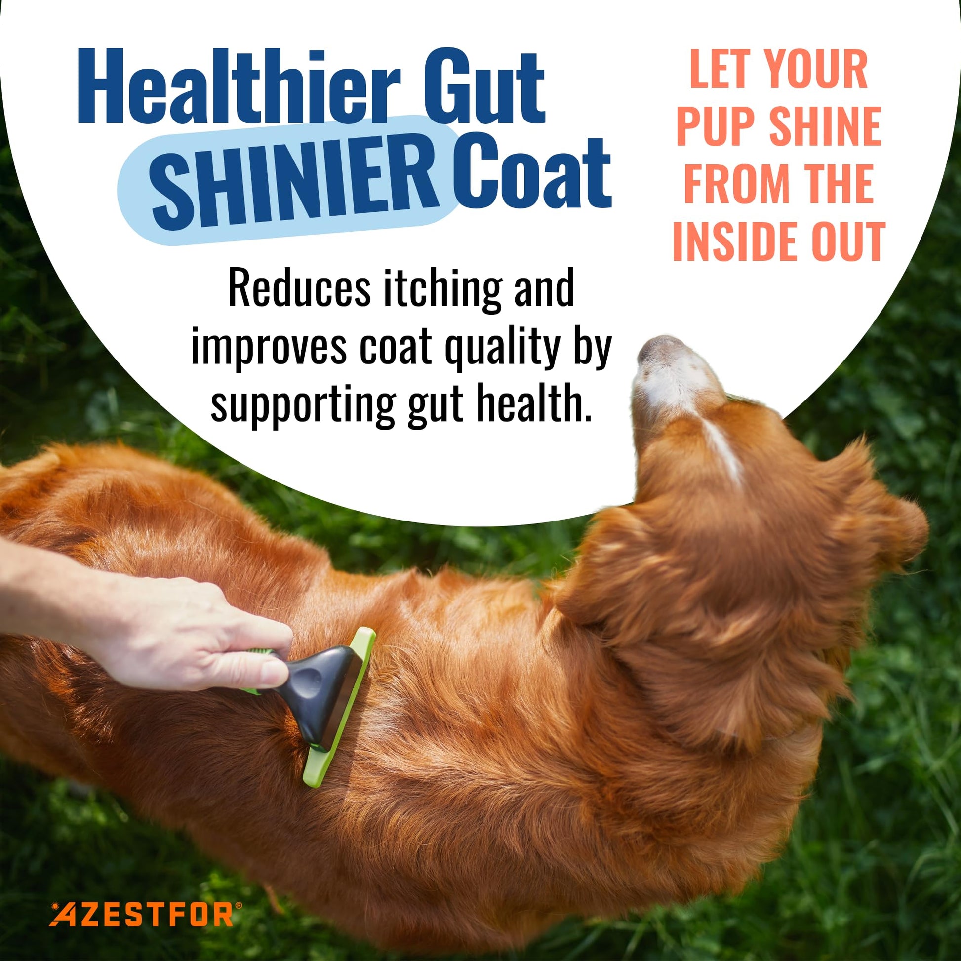 Azestfor Gut Health Supplement for Dogs – 3 in 1 Probiotic, Prebiotic & Postbiotic Blend – Supports Digestion, Immunity & Skin – Easy-to-Use Powder – for All Breeds & Sizes – 60g (30 Servings) AzestforAu supplements