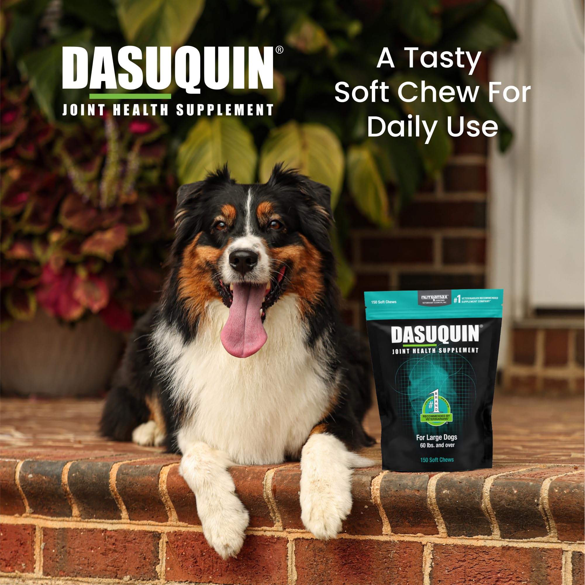 Nutramax Dasuquin for Large Dogs, Joint Health Supplement, Contains Glucosamine for Dogs, Plus Chondroitin, ASU and More, Supports Healthy Joints, Soft Chews, 150 Count Nutramax LaboratoriesAu supplements