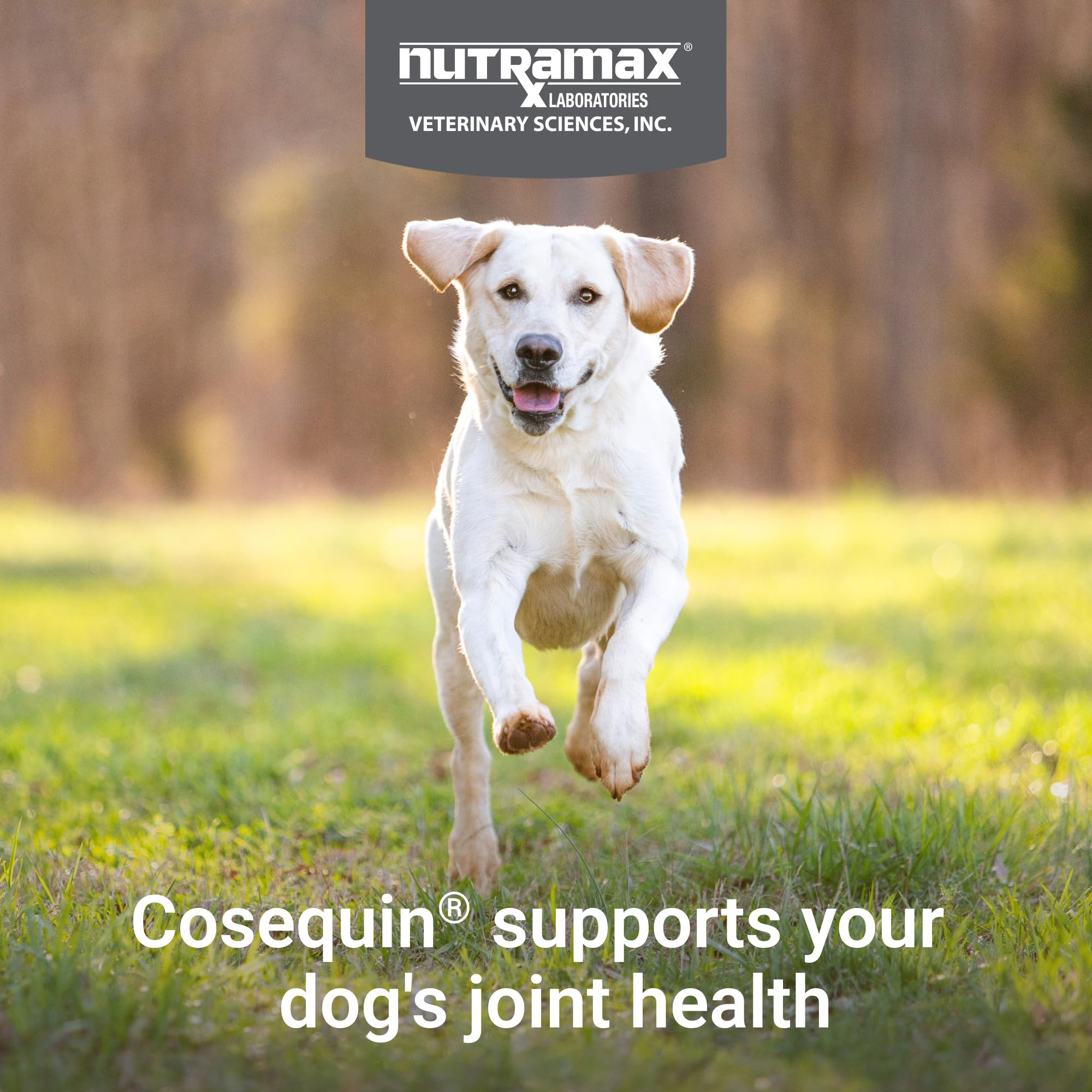 Nutramax Cosequin for Dogs Joint Health Supplement, Contains Glucosamine, Plus Chondroitin, MSM and Omega-3s, Supports Joint and Skin and Coat Health, Soft Chews, 120 Count Nutramax LaboratoriesAu supplements