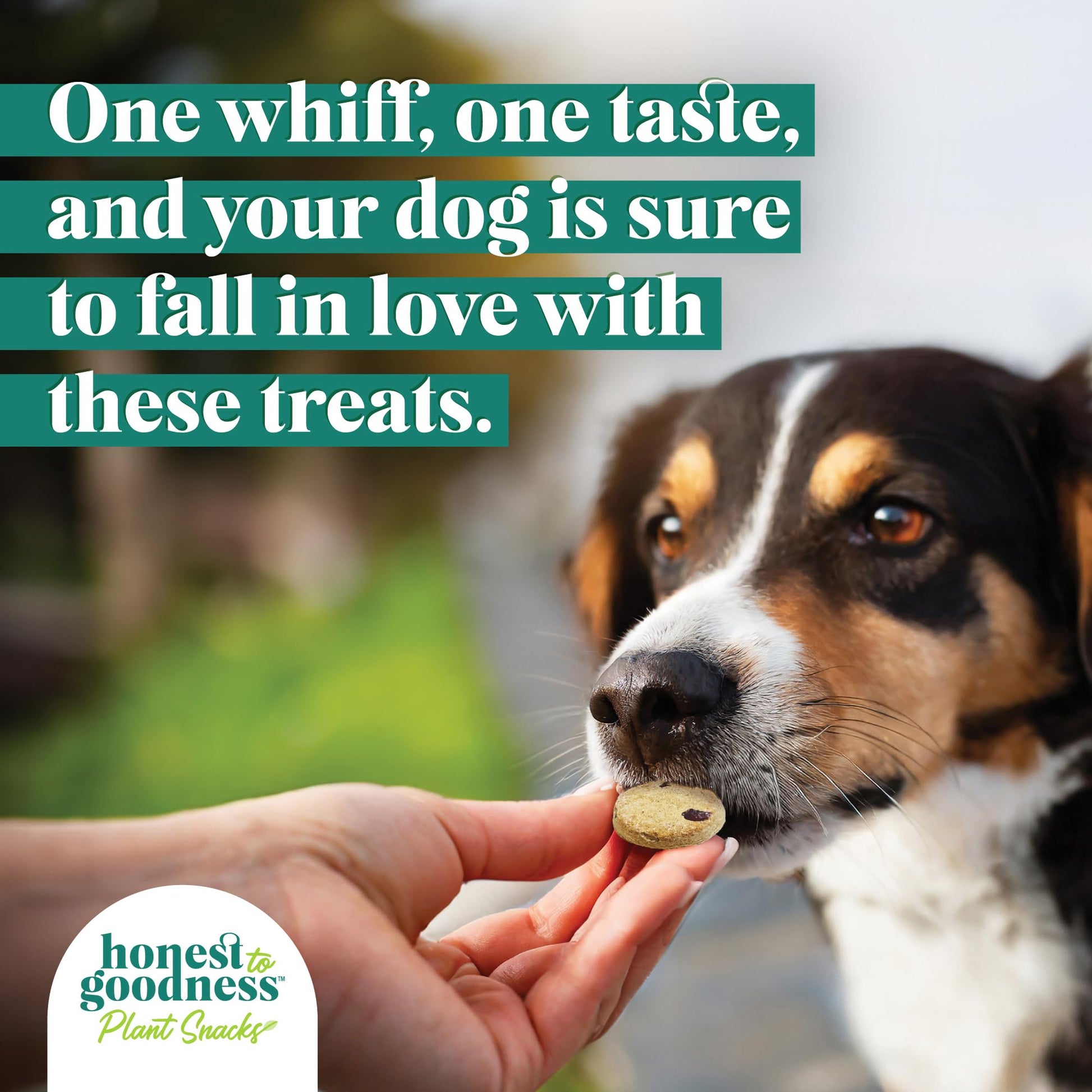 Honest to Goodness Plant Snacks Dog Treats, Enriched with Omega 3s & Postbiotics, 8oz Variety Pack, 6 Bags Honest to GoodnessAu supplements