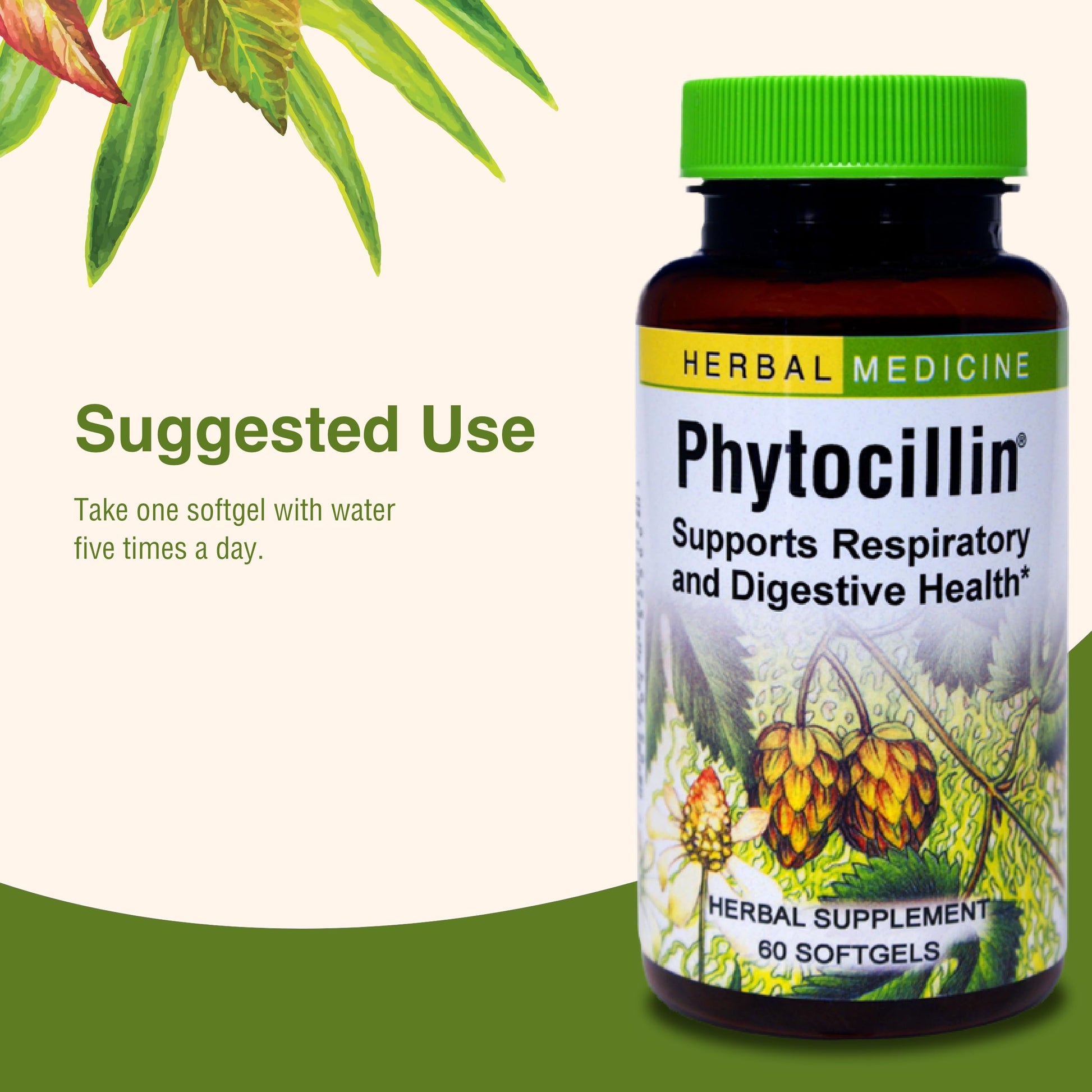 Herbs Etc. Phytocillin - Respiratory & Digestive Health Support Supplement - Herbal Formula to Support Digestion - Support Healthy Breathing - 60 Softgels (60 Servings) Herbs Etc.Au supplements
