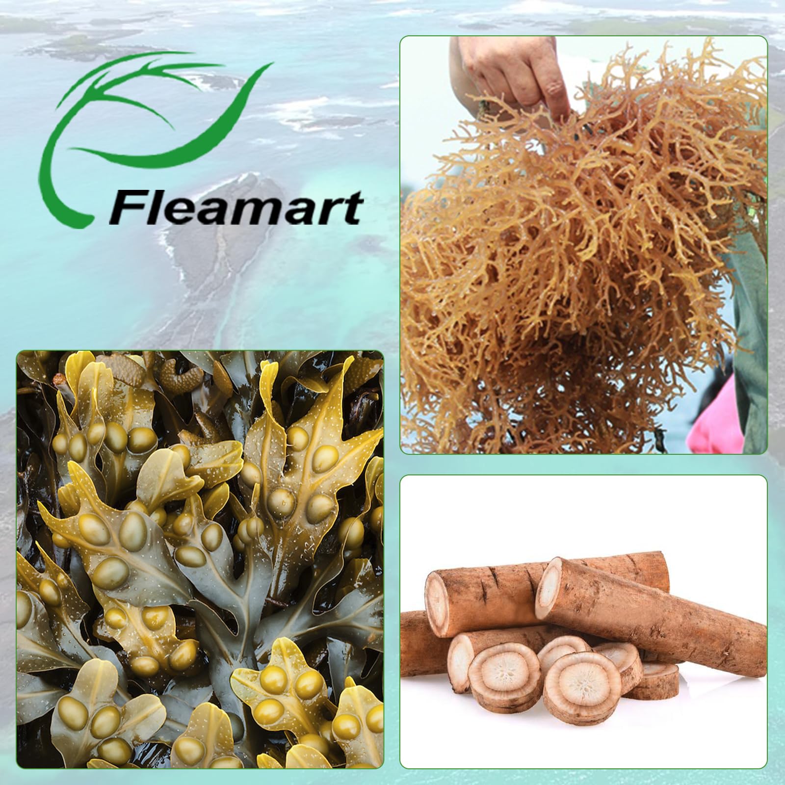 Fleamart Irish Sea Moss Capsules 120ct Raw Organic Sea Moss Wildcrafted Bladderwrack FleamartUS supplements