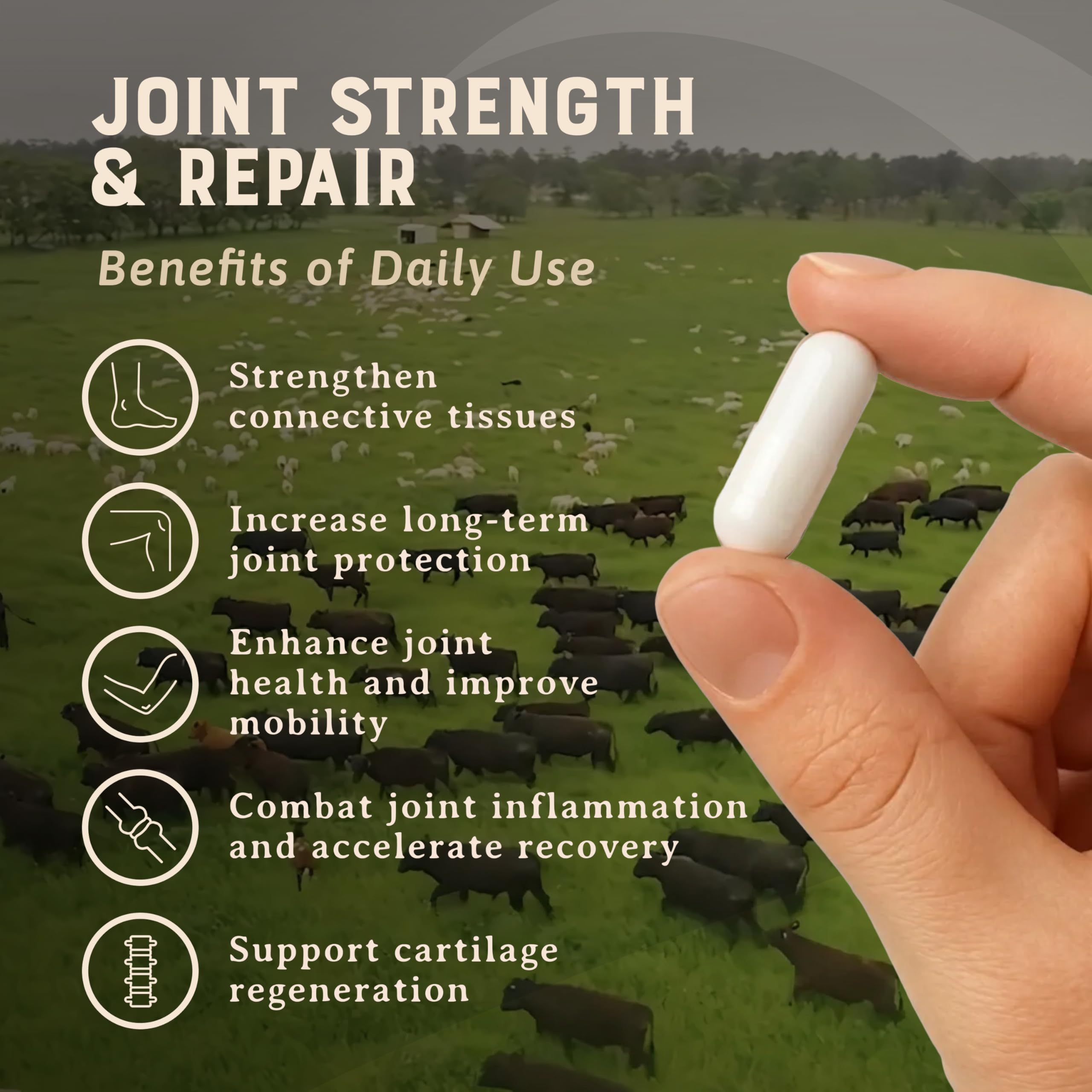 Heart & Soil 100% Grass Fed & Finished Joint Support Supplement from Regenerative Cattle with Trachea, Scapula & Bone Marrow – Supports Joint Strength & Mobility – 3000mg – Glass Bottle – 180 Capsules HEART & SOILAu supplements