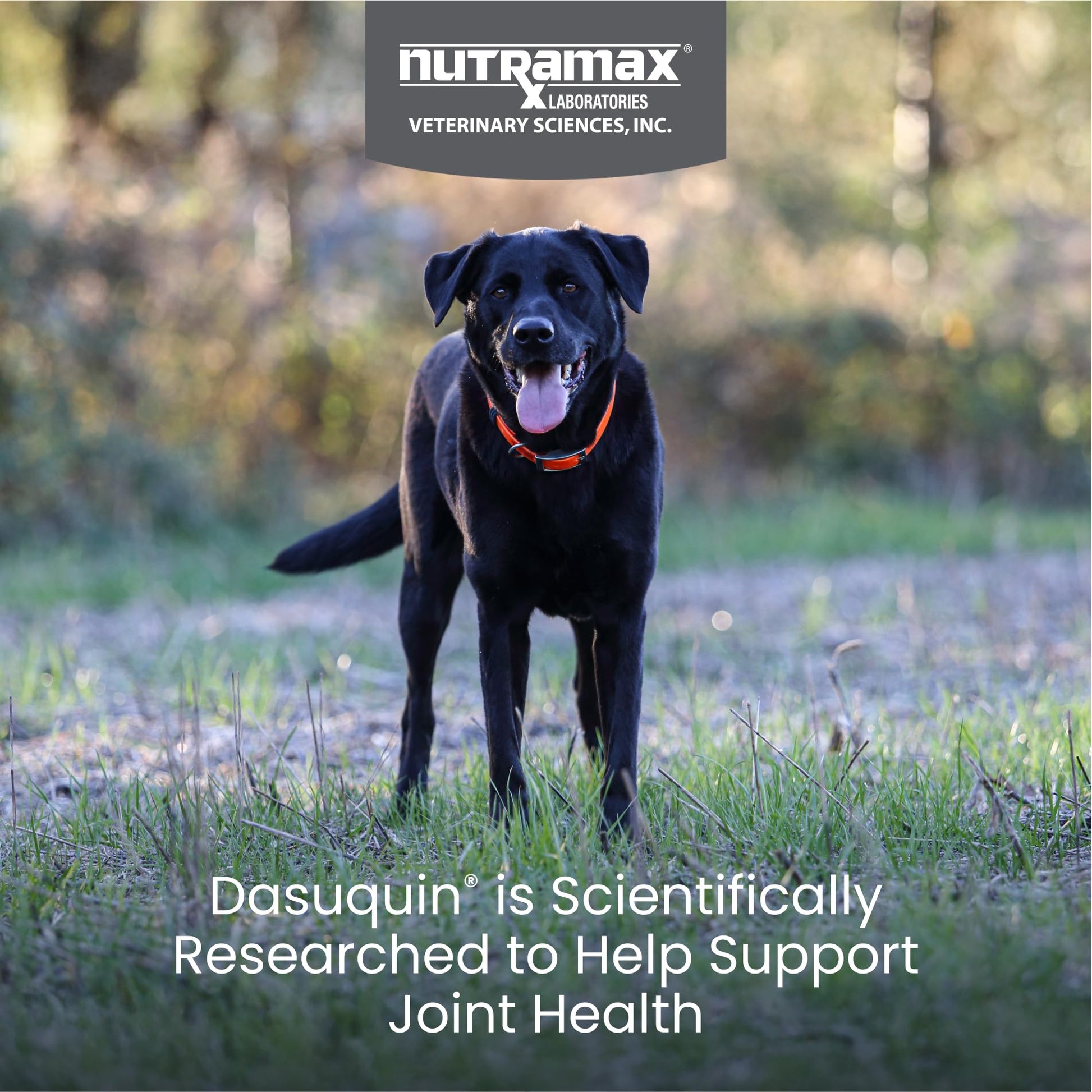 Nutramax Dasuquin for Large Dogs, Joint Health Supplement, Contains Glucosamine for Dogs, Plus Chondroitin, ASU and More, Supports Healthy Joints, Chewable Tablets, 150 Count Nutramax LaboratoriesAu supplements