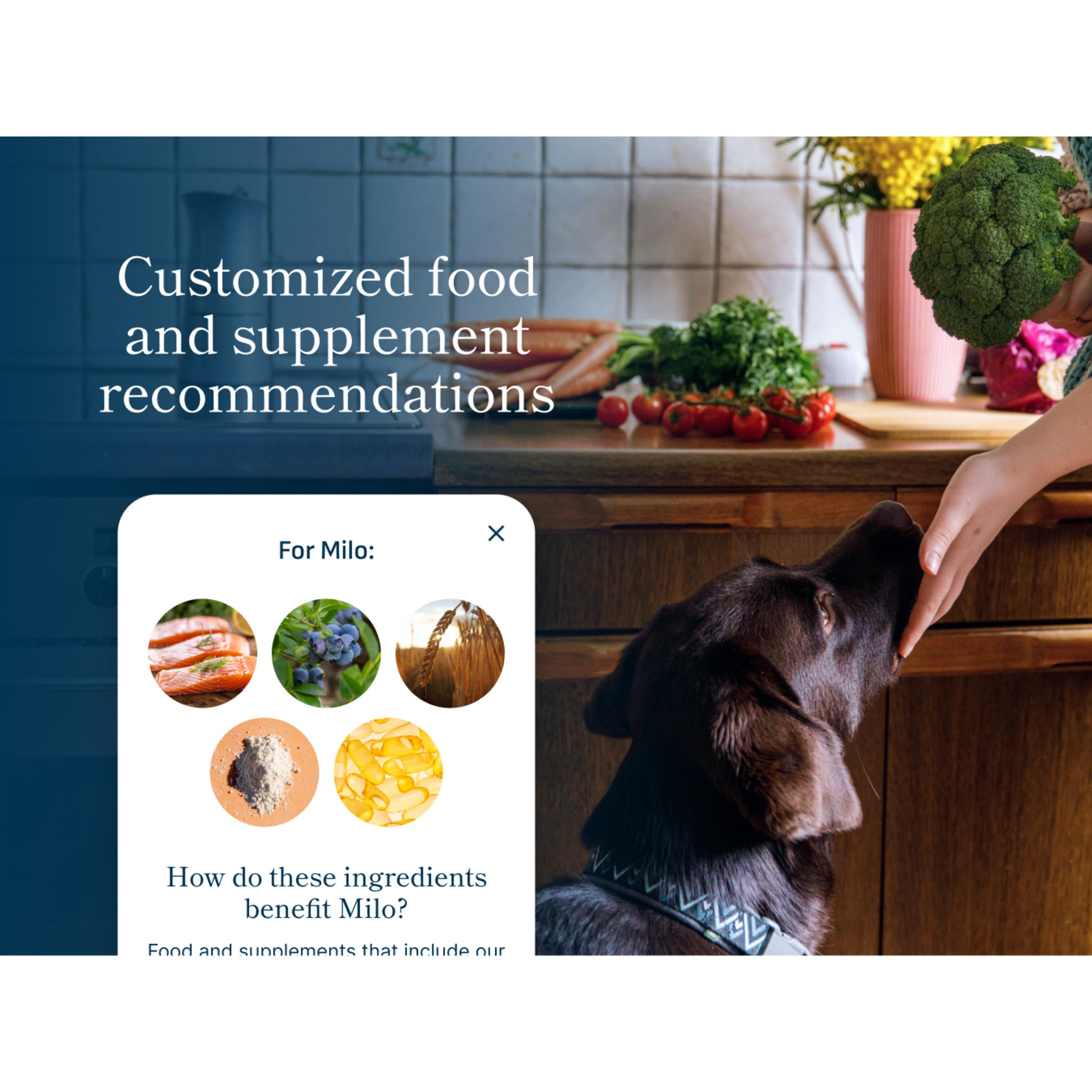 Petivity Microbiome Analysis Kit — Basic for Cats and Dogs, Powered by Purina - 4.8 oz. Box petivityAu supplements