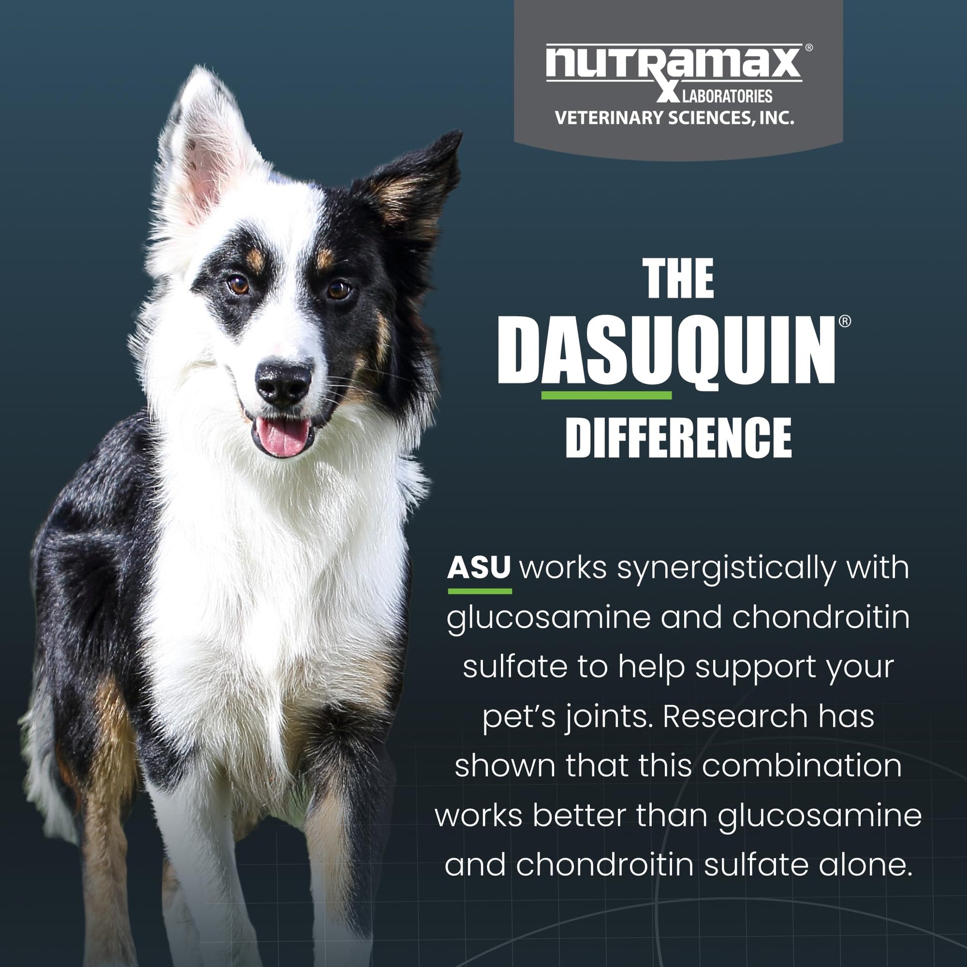 Nutramax Dasuquin for Small to Medium Dogs, Joint Health Supplement, Contains Glucosamine for Dogs, Plus Chondroitin, ASU, MSM and More, Supports Healthy Joints, Chewable Tablets, 150 Count Nutramax LaboratoriesAu supplements