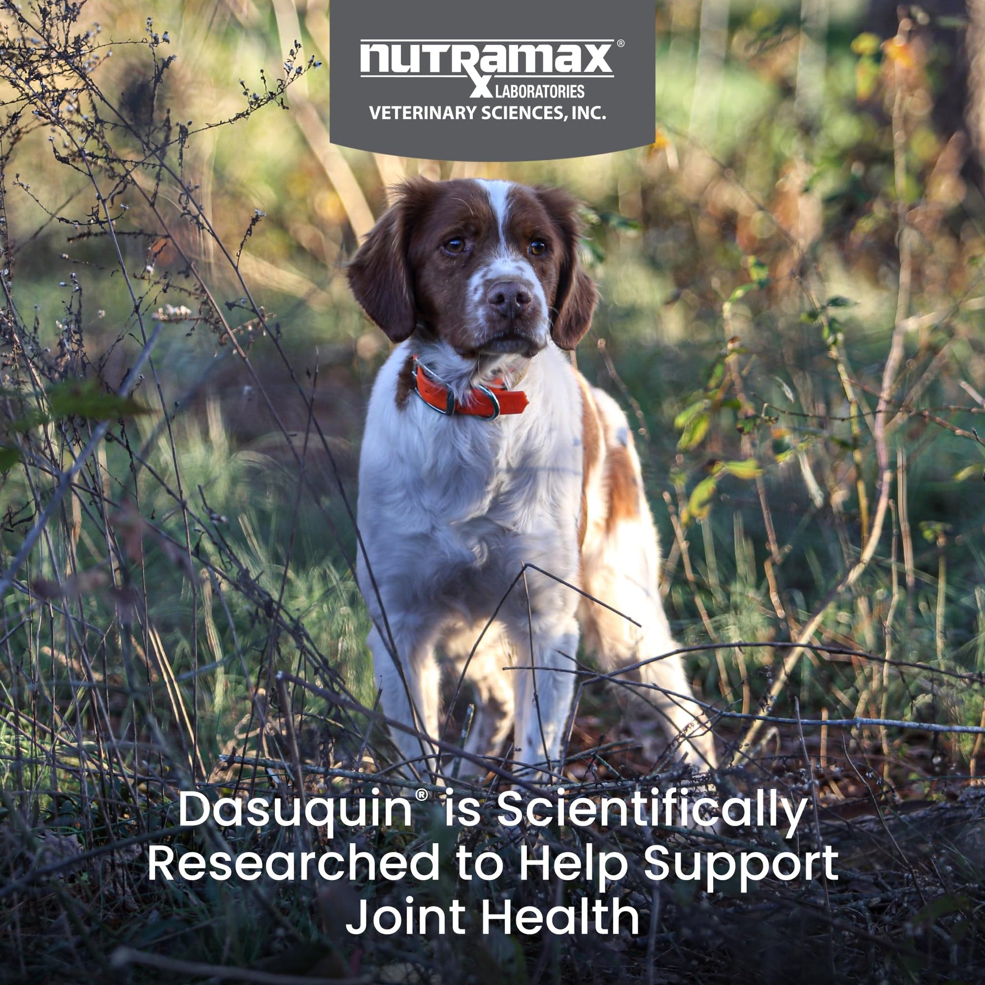 Nutramax Dasuquin for Small to Medium Dogs, Joint Health Supplement, Contains Glucosamine for Dogs, Plus Chondroitin, ASU, MSM and More, Supports Healthy Joints, Chewable Tablets, 150 Count Nutramax LaboratoriesAu supplements