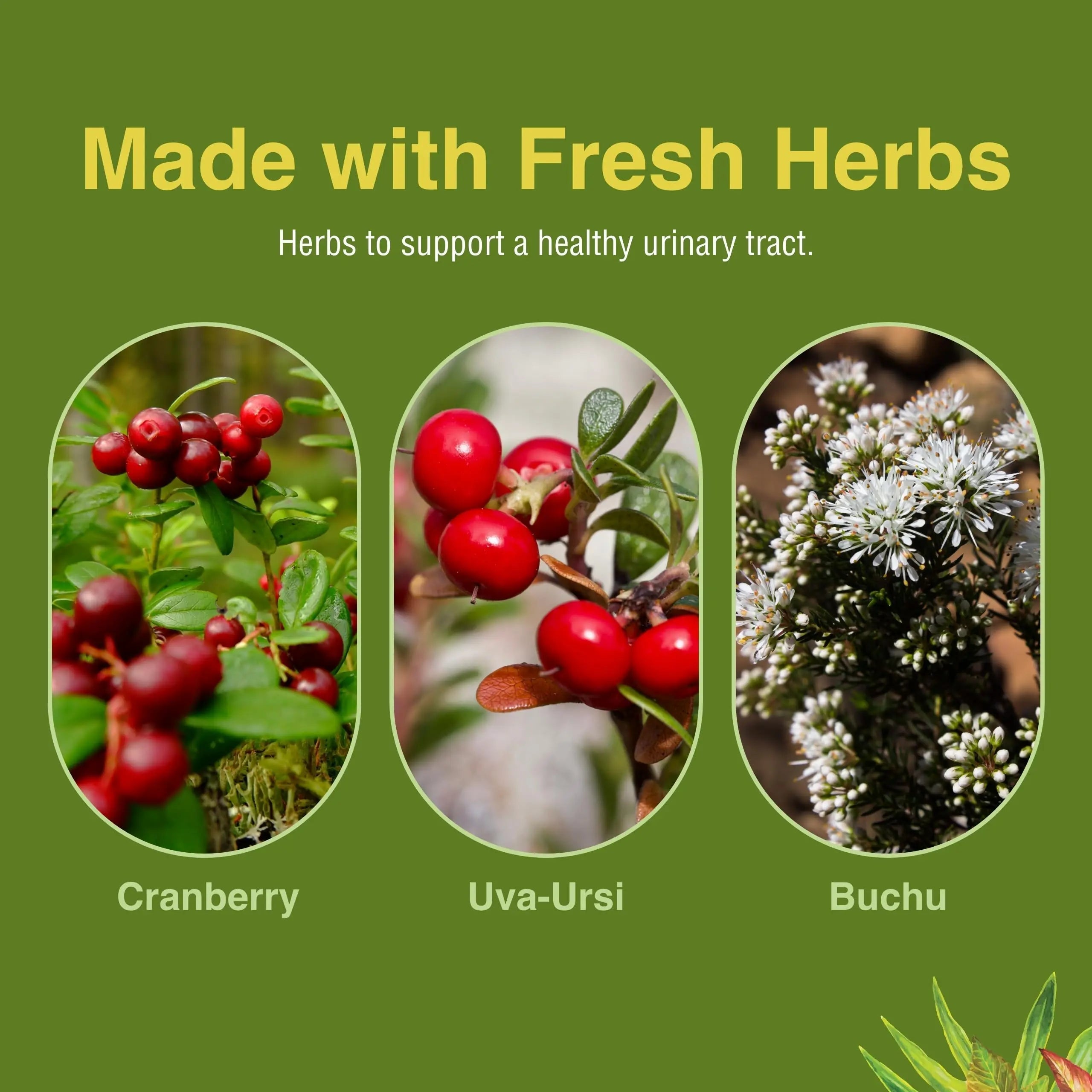 Herbs Etc. CranBladder ReLeaf Softgels - Bladder Health Support - Natural Supplement Formula to Aid Urinary Health & Comfort - Optimal Urinary Support with Cranberry - 60 Softgels (60 Servings) Herbs Etc.Au supplements