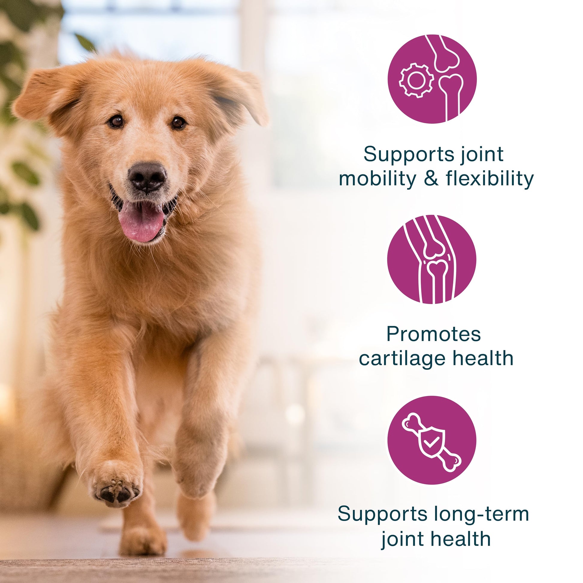 JustFoodForDogs JustFresh Boosts Hip & Joint Support Dog Food Toppers with Glucosamine to Support Hip Mobility & Joint Flexibility, Human-Grade Fresh Pet Meal Booster, 8 oz Pouches - 8 Pack JustFoodForDogsAu supplements