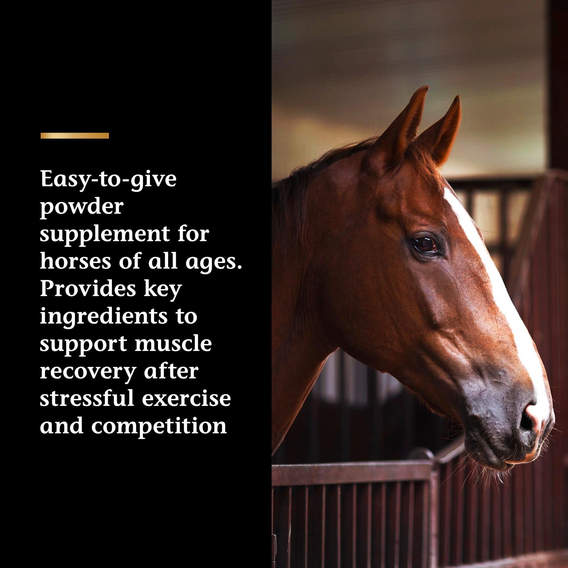 Vita Flex Pro Recovery by the Makers of Lactanase, Post Performance Horse Supplements 40 g, Show Safe Muscle Recovery Supplements, Amino Acids for Horses, Strength & Joint Health Vita FlexAu supplements