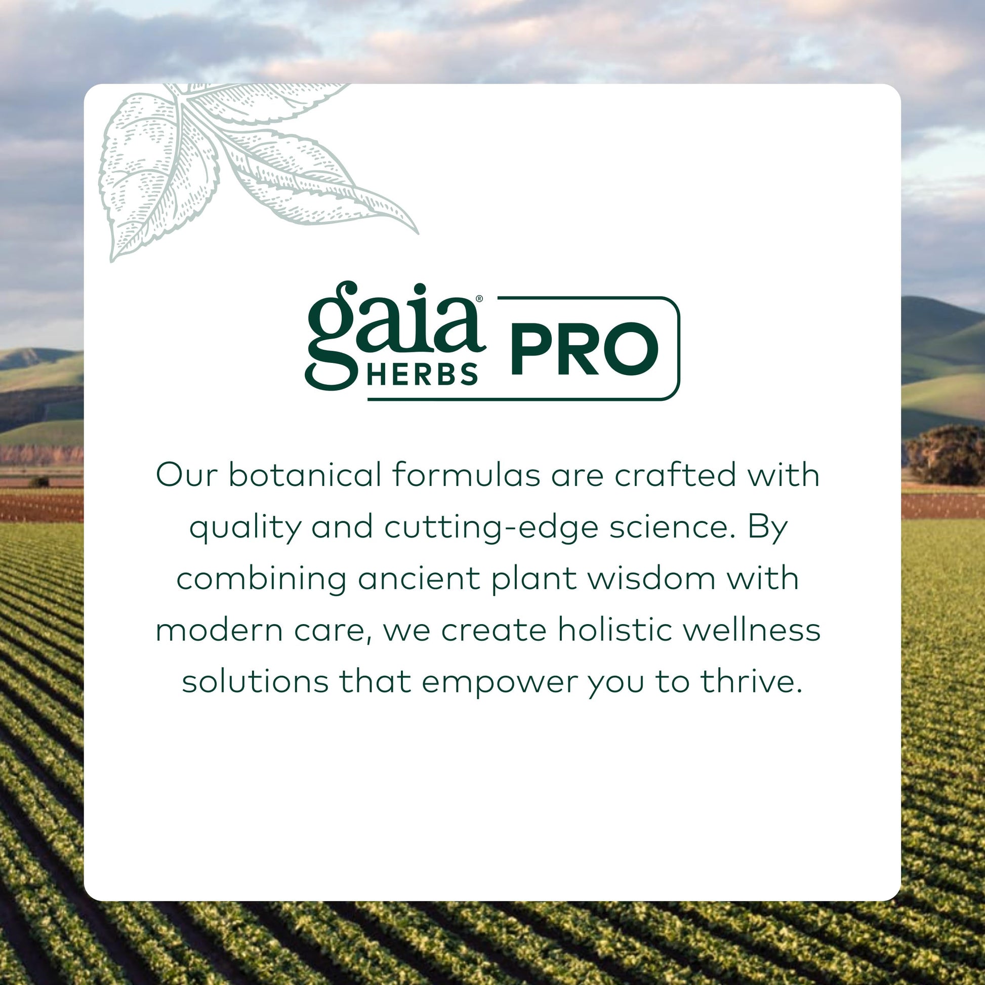GAIA HERBS PRO Nootropic Focus - Brain Health Support Supplement* - Nootropic Supplement with Saffron, Ginkgo Leaf Extract & Lemon Balm - Vegan, Gluten-Free - 40 Liquid Phyto-Caps (20 Servings) Gaia Herbs PROAu supplements