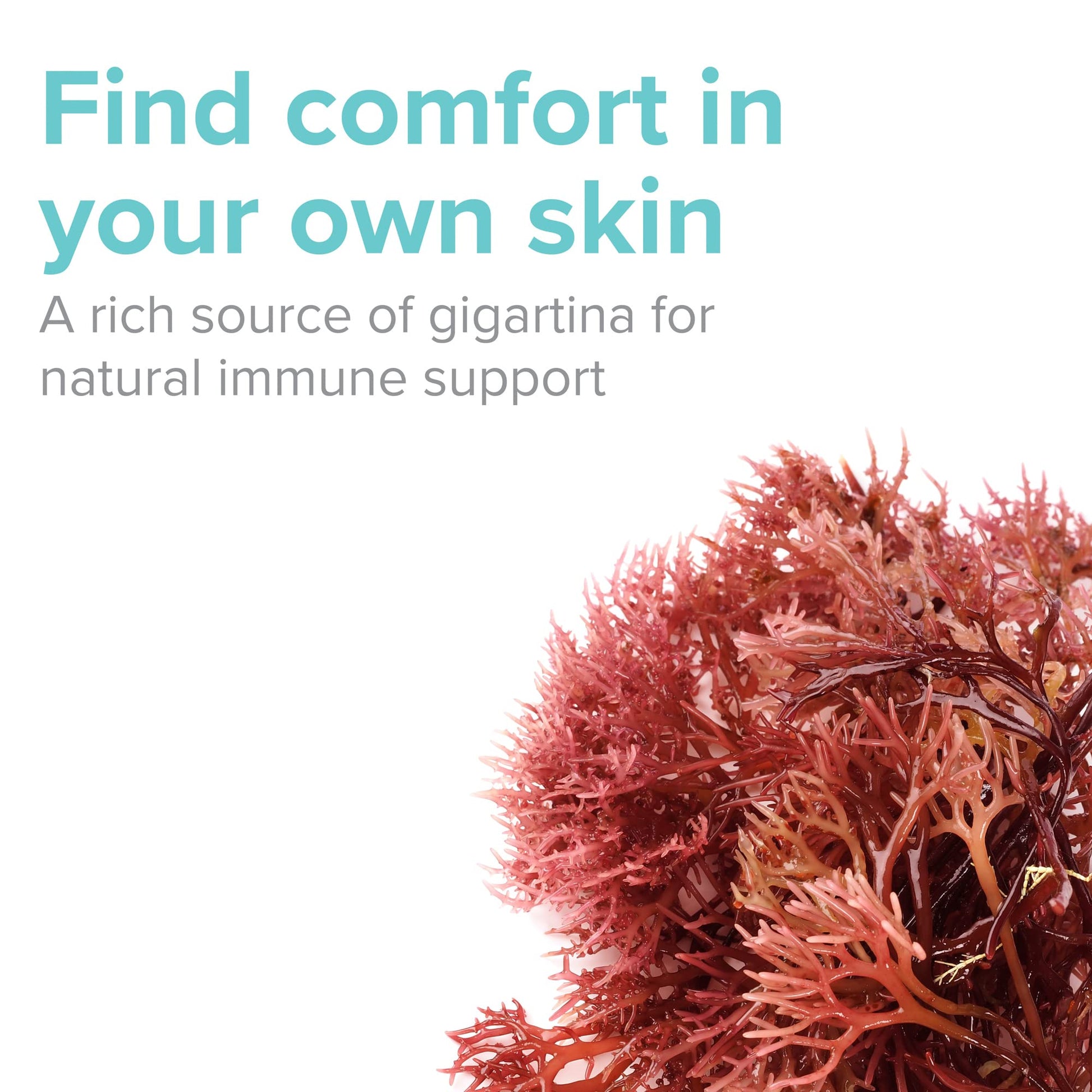 Vibrant Health, Gigartina Red Marine Algae, Plant-Based Immune Support, 60 Capsules Vibrant HealthAu supplements