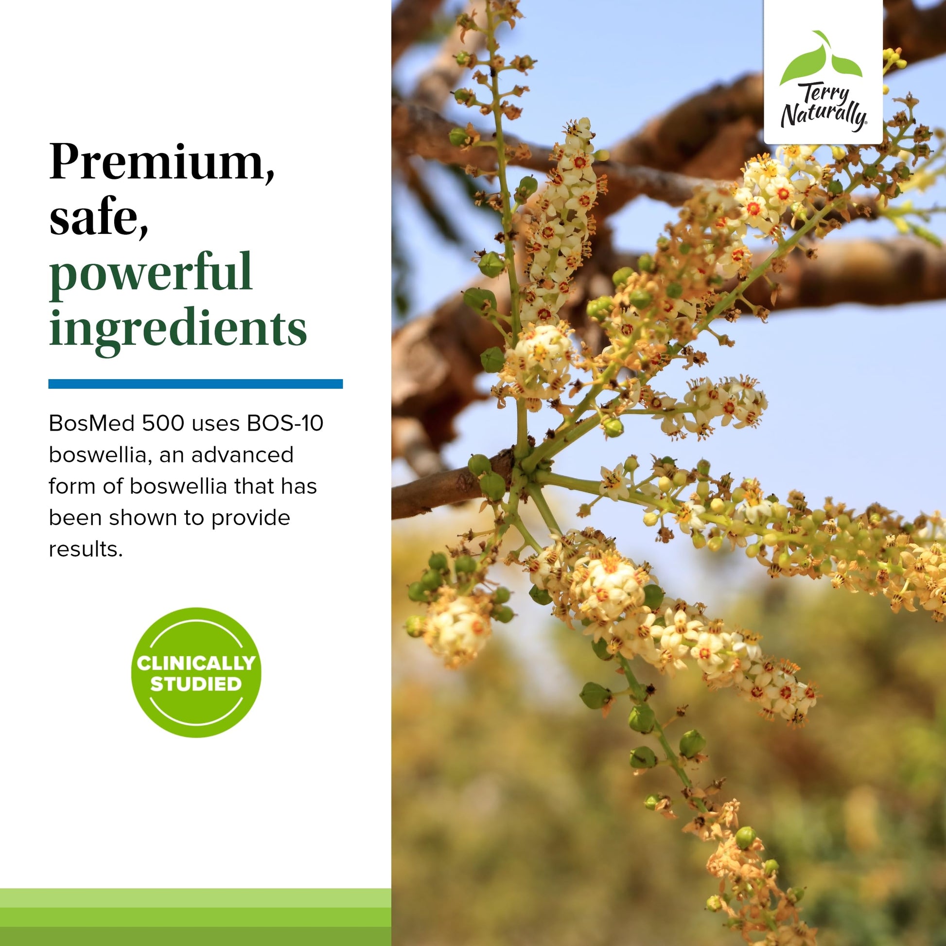 Terry Naturally BosMed 500 Extra Strength - Boswellia Serrata Extract Supplement - Supplement for Healthy Lung Support - Herbal Supplement Formula with High Levels of AKBA - 120 Softgels Terry NaturallyAu supplements