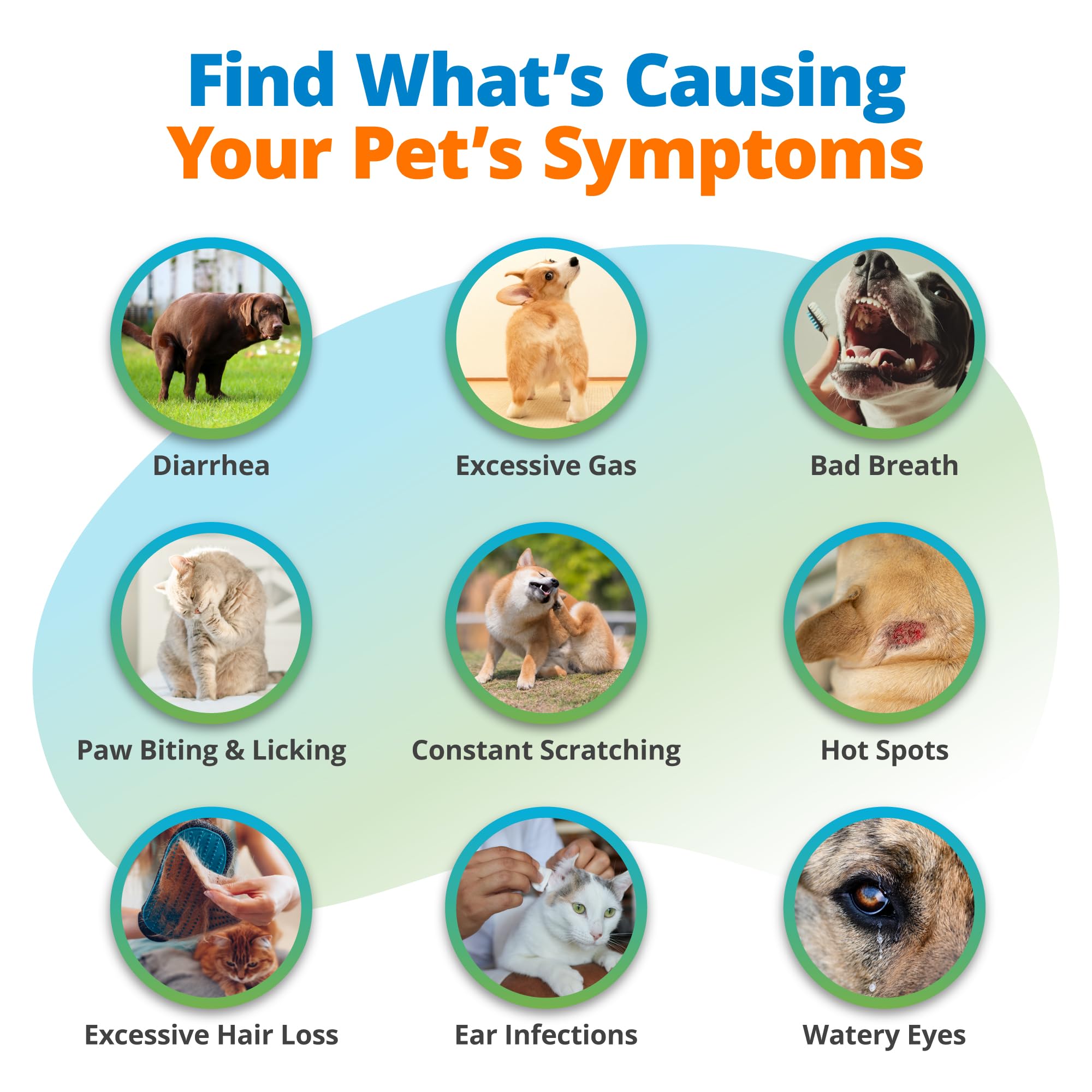 5Strands Pet Food Intolerance & Environmental Sensitivity Test, at Home Gut Health Test for Dogs & Cats, 857 Items Tested, Pet Health Check, Results in 4 Days, for All Ages and Breeds 5StrandsAu supplements