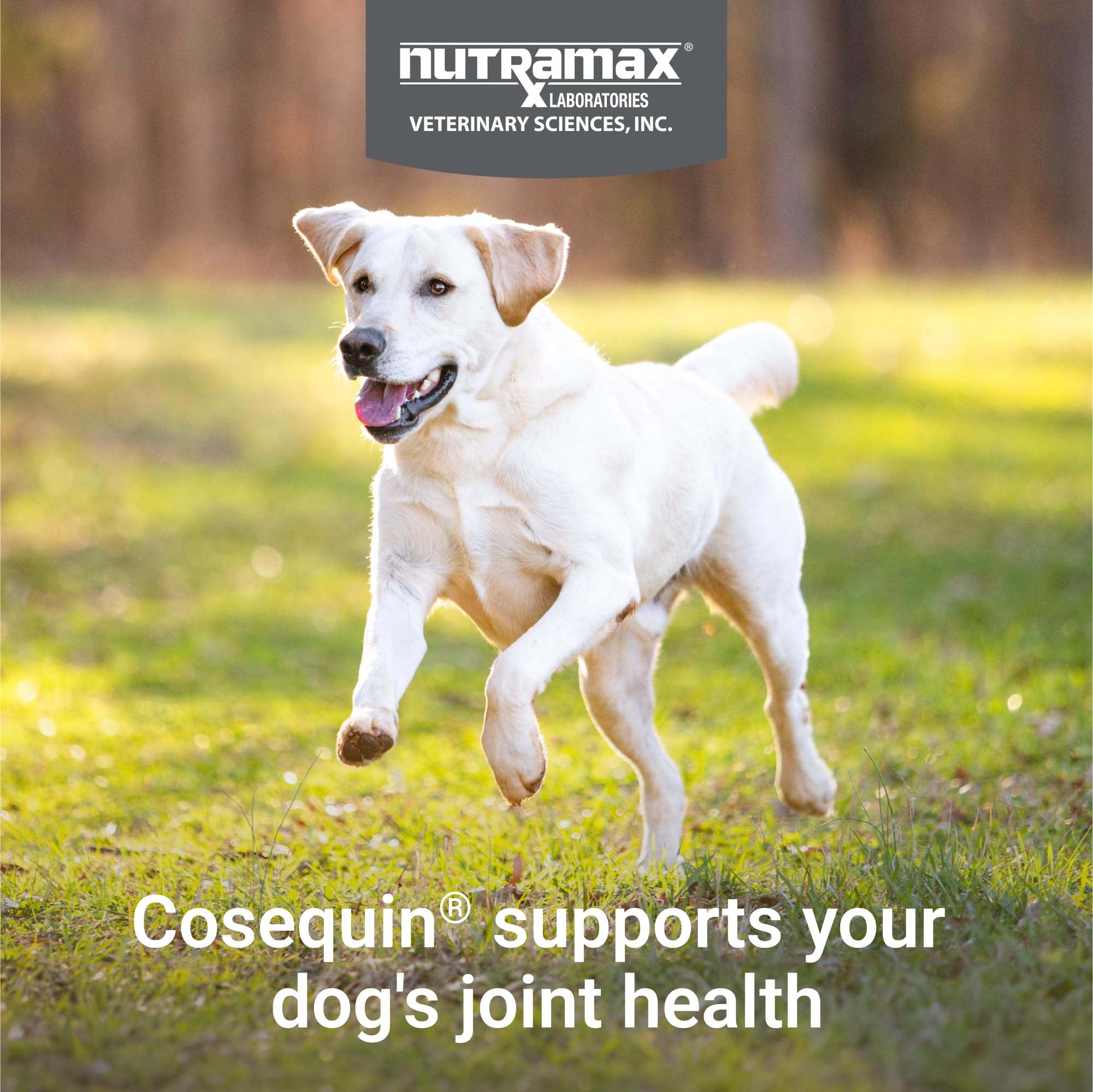 Nutramax Laboratories Cosequin Maximum Strength Joint Health Supplement for Dogs - With Glucosamine, Chondroitin, and MSM, 2 Pack, 264 Total Chewable Tablets Nutramax LaboratoriesAu supplements