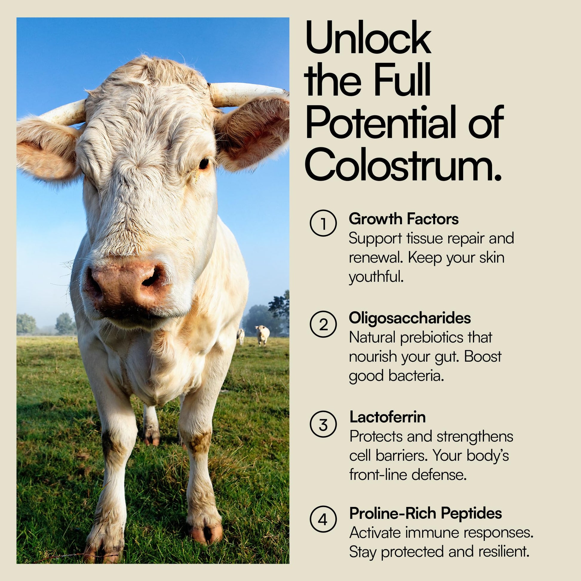 Heylo Premium Colostrum Powder – 100% Pure, Grass-Fed Bovine 40% IgG Supplement, Natural Gut Health Bloating Immunity Skin & Hair, Muscle Recovery, Rich in Immunoglobulins, 60 Servings Heylo HealthAu supplements