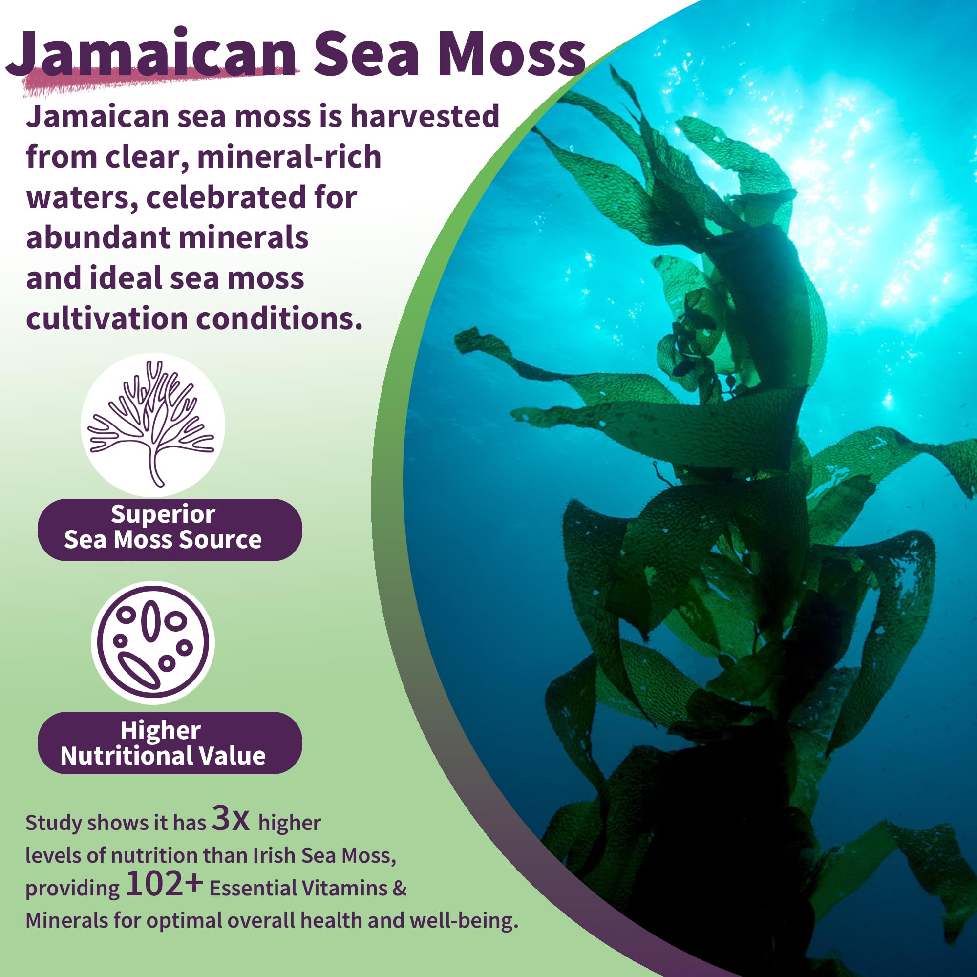 Sea Moss Supplement 5000mg, Sugar Free Sea Moss Gummies, Irish Sea Moss EnvyDealUS supplements