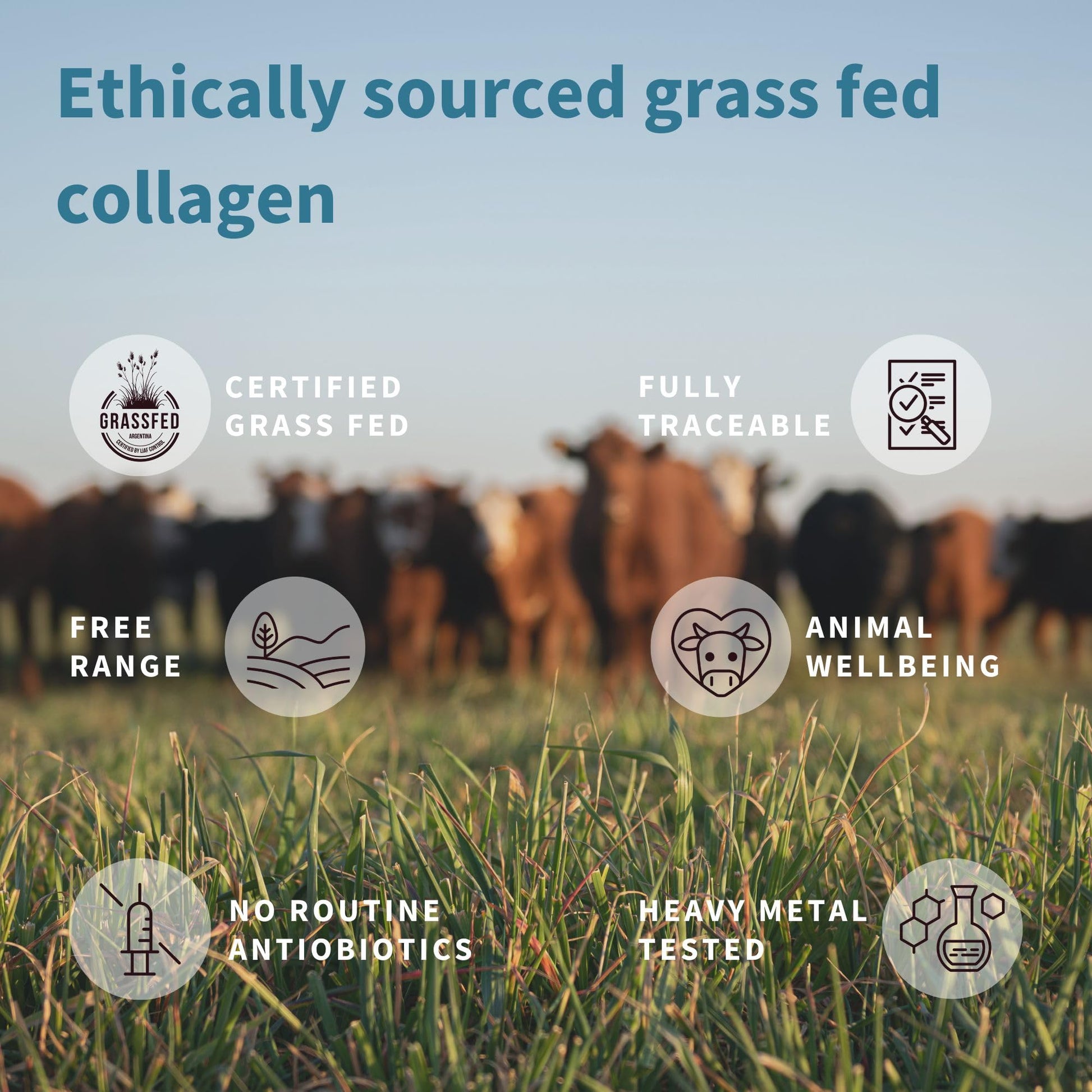 Advanced Hydrolysed Collagen Peptides, 100% Grass Fed & Ethically Sourced Igennus Healthcare NutritionAu supplements