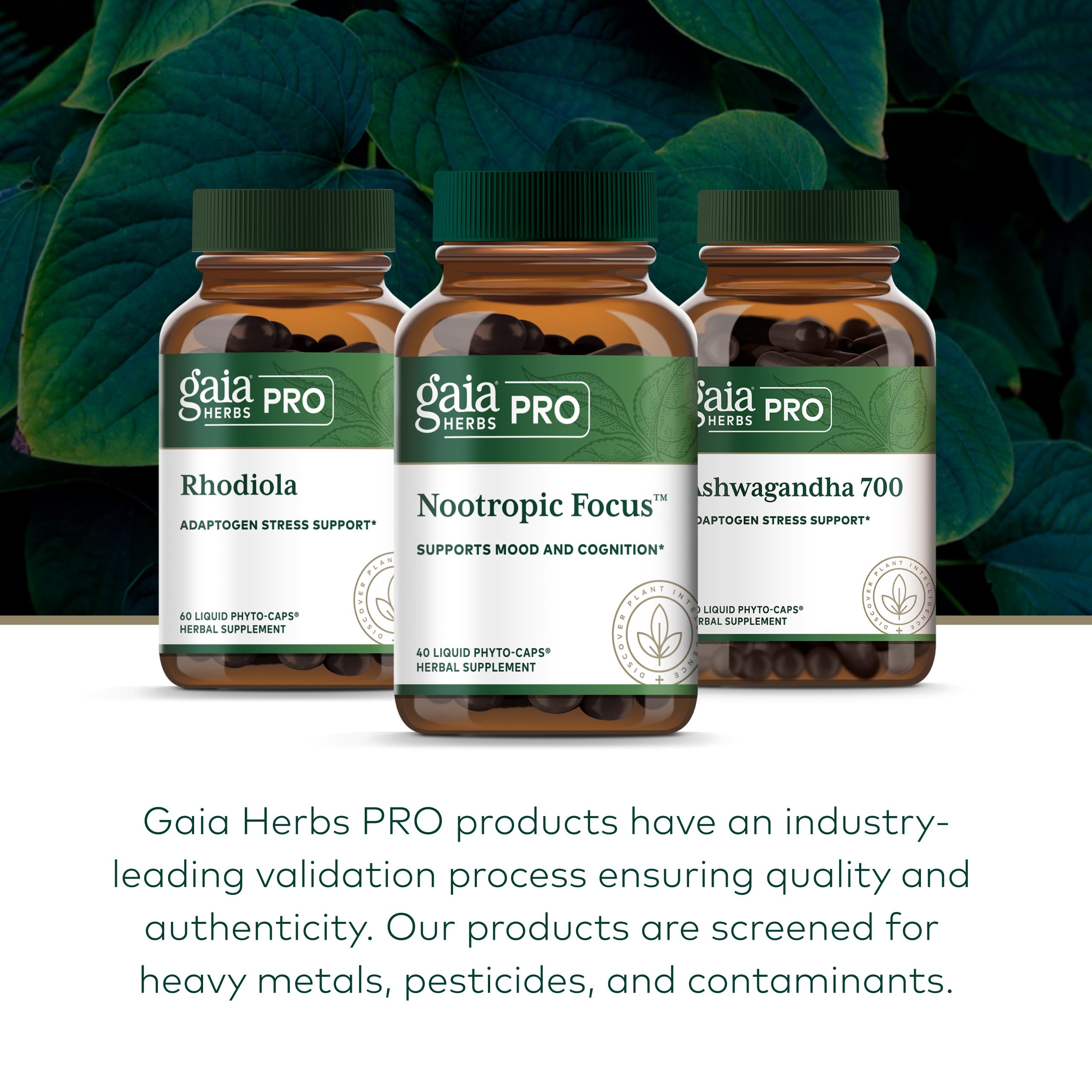 GAIA HERBS PRO Nootropic Focus - Brain Health Support Supplement* - Nootropic Supplement with Saffron, Ginkgo Leaf Extract & Lemon Balm - Vegan, Gluten-Free - 40 Liquid Phyto-Caps (20 Servings) Gaia Herbs PROAu supplements