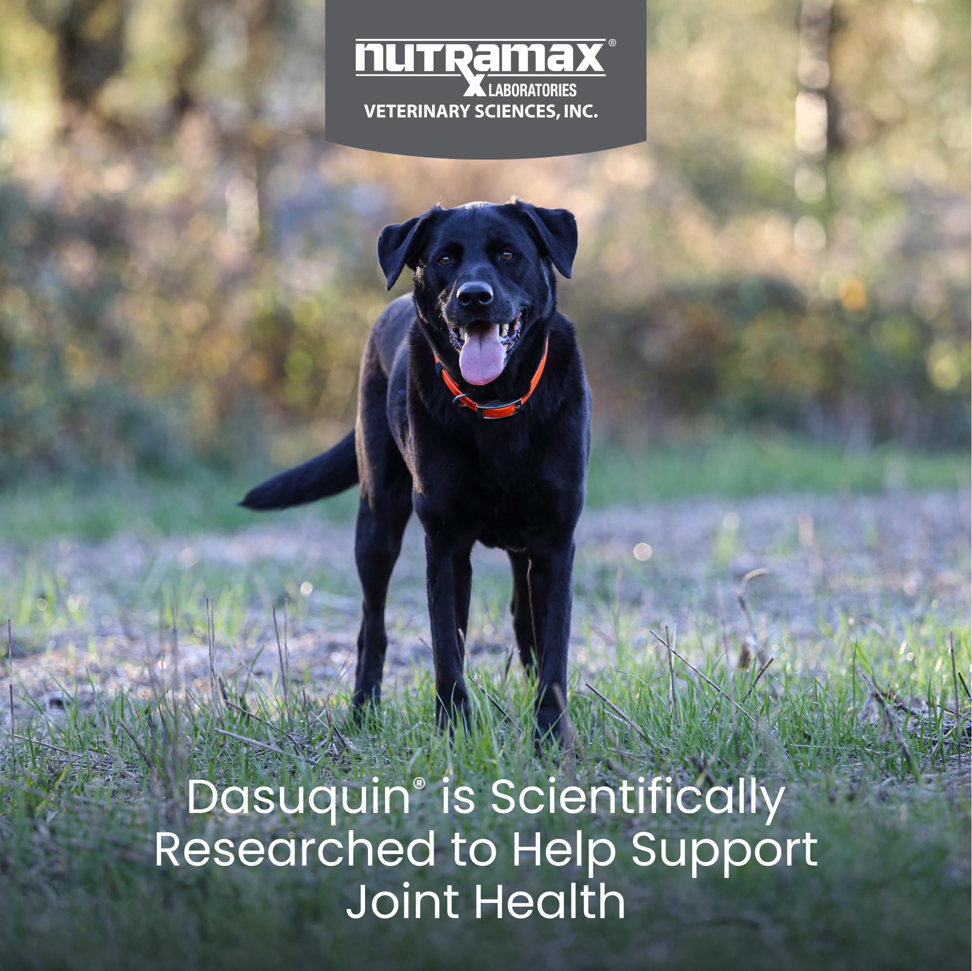 Nutramax Dasuquin for Large Dogs, Joint Health Supplement, Contains Glucosamine for Dogs, Plus Chondroitin, ASU and More, Supports Healthy Joints, Soft Chews, 150 Count Nutramax LaboratoriesAu supplements