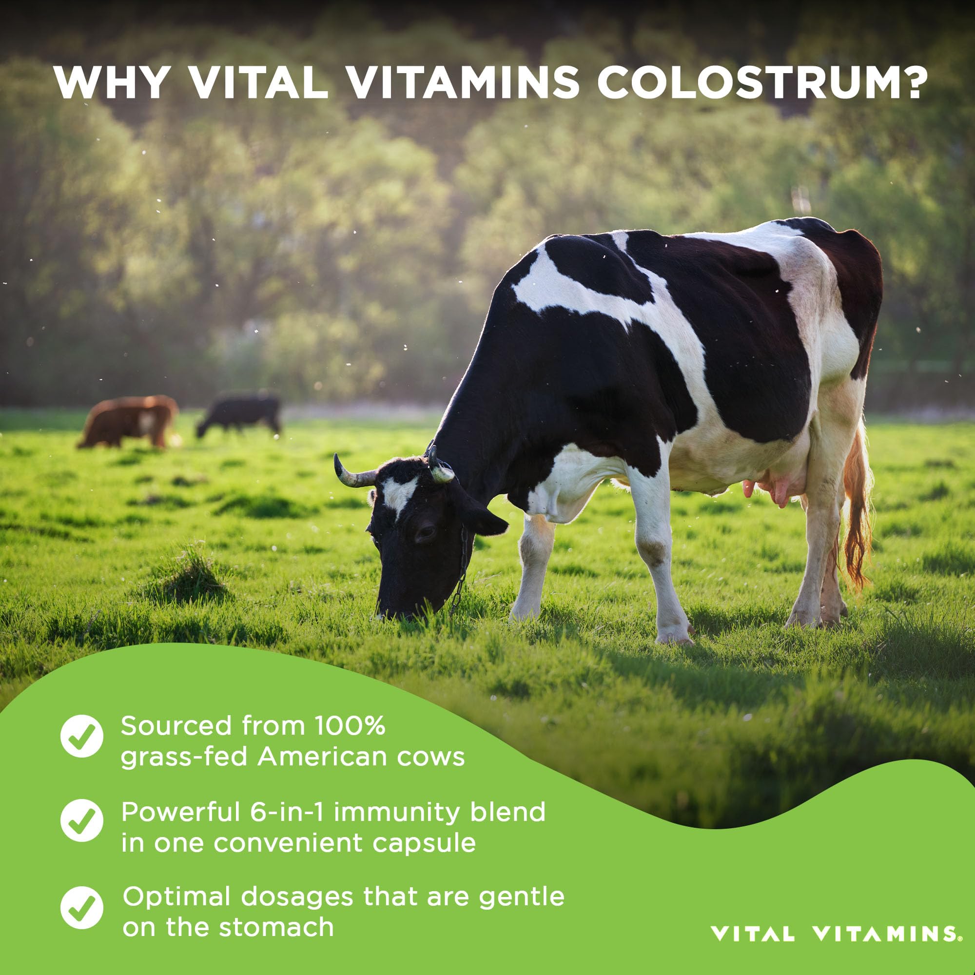 Vital Vitamins Colostrum Supplement - Vitamin C, Zinc, & Selenium - from First Milking - Standardized to Contain 10% IgG Immunoglobulins - Grass-Fed American Cows - 60 Capsules Vital VitaminsAu supplements