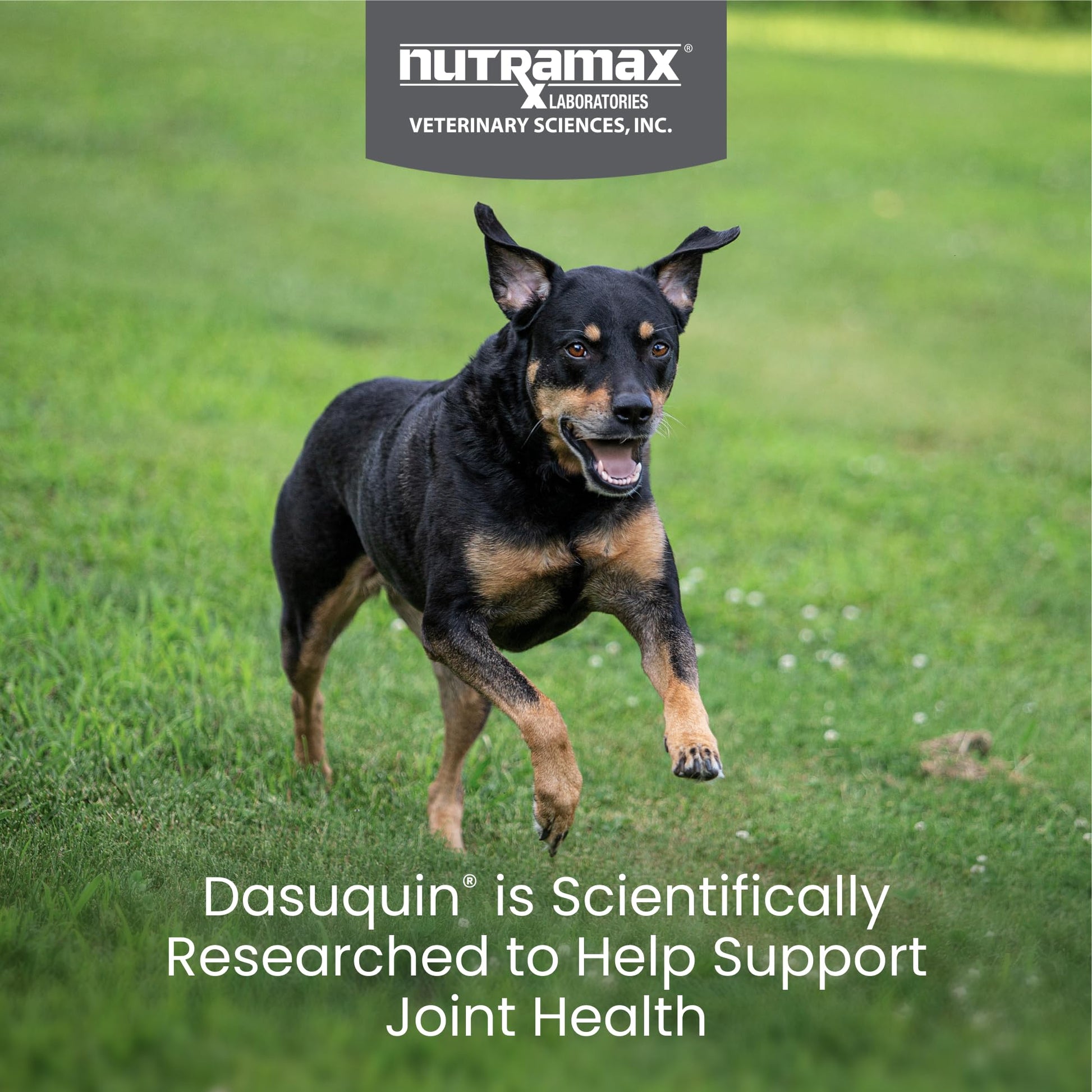 Nutramax Dasuquin for Small to Medium Dogs, Joint Health Supplement, Contains Glucosamine for Dogs, Plus Chondroitin, ASU and More, Supports Healthy Joints, Chewable Tablets, 150 Count Nutramax LaboratoriesAu supplements
