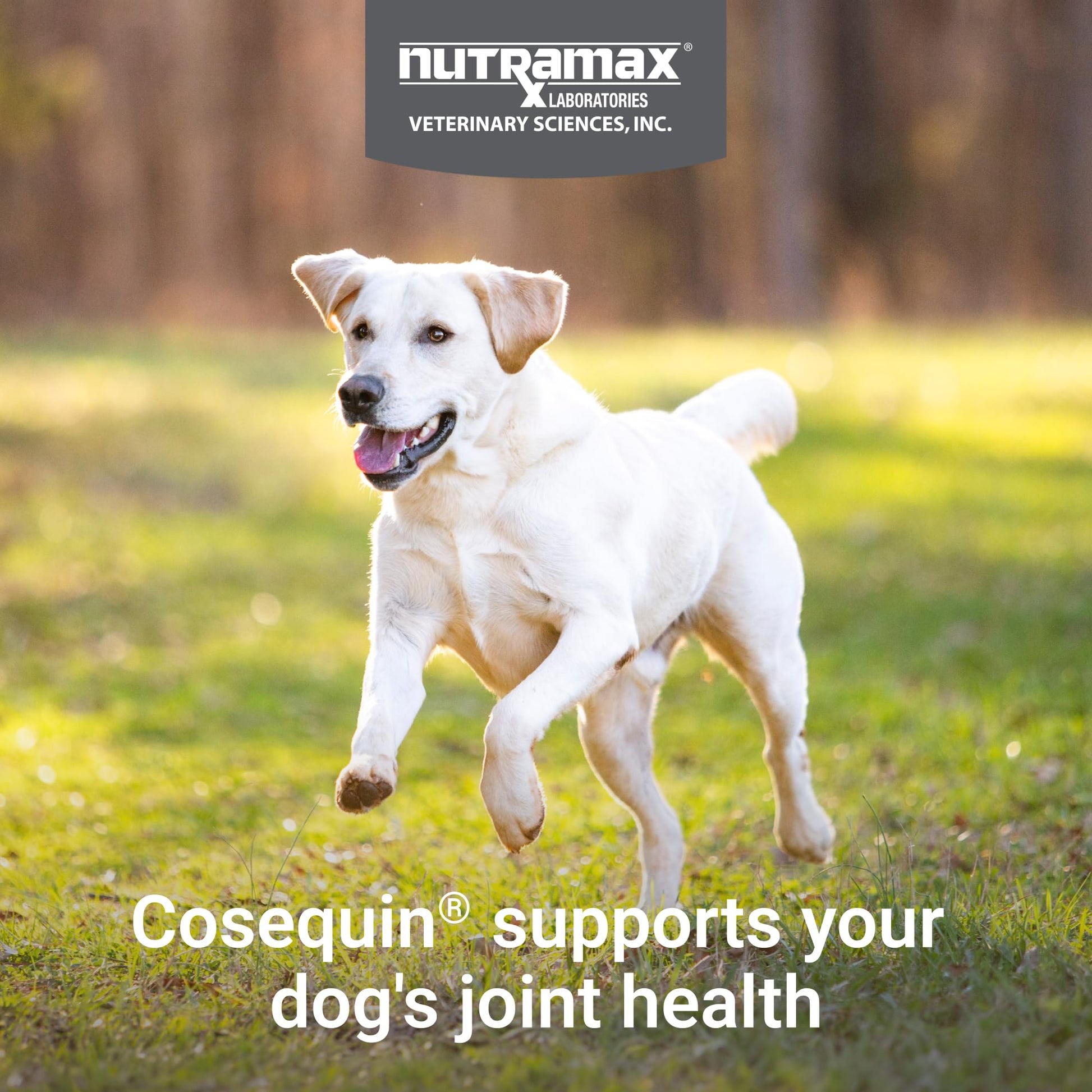 Nutramax Cosequin for Dogs Joint Health Supplement, Contains Glucosamine for Dogs, Plus Chondroitin, MSM and HA, Supports Healthy Joints, Chewable Tablets, 75 Count Nutramax LaboratoriesAu supplements