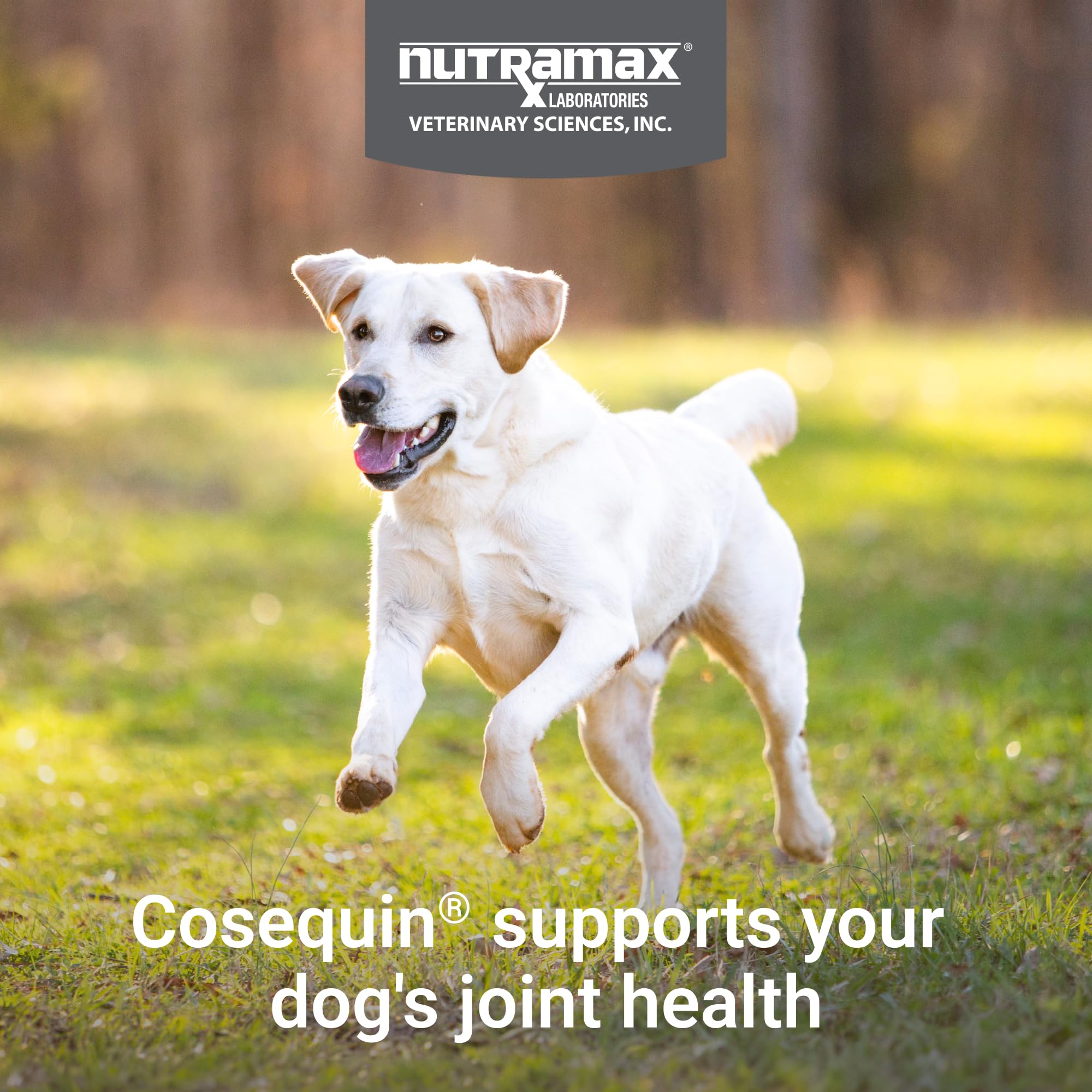 Nutramax Cosequin for Dogs Joint Health Supplement, Contains Glucosamine for Dogs, Plus Chondroitin, MSM and HA, Supports Healthy Joints, Chewable Tablets, 75 Count Nutramax LaboratoriesAu supplements