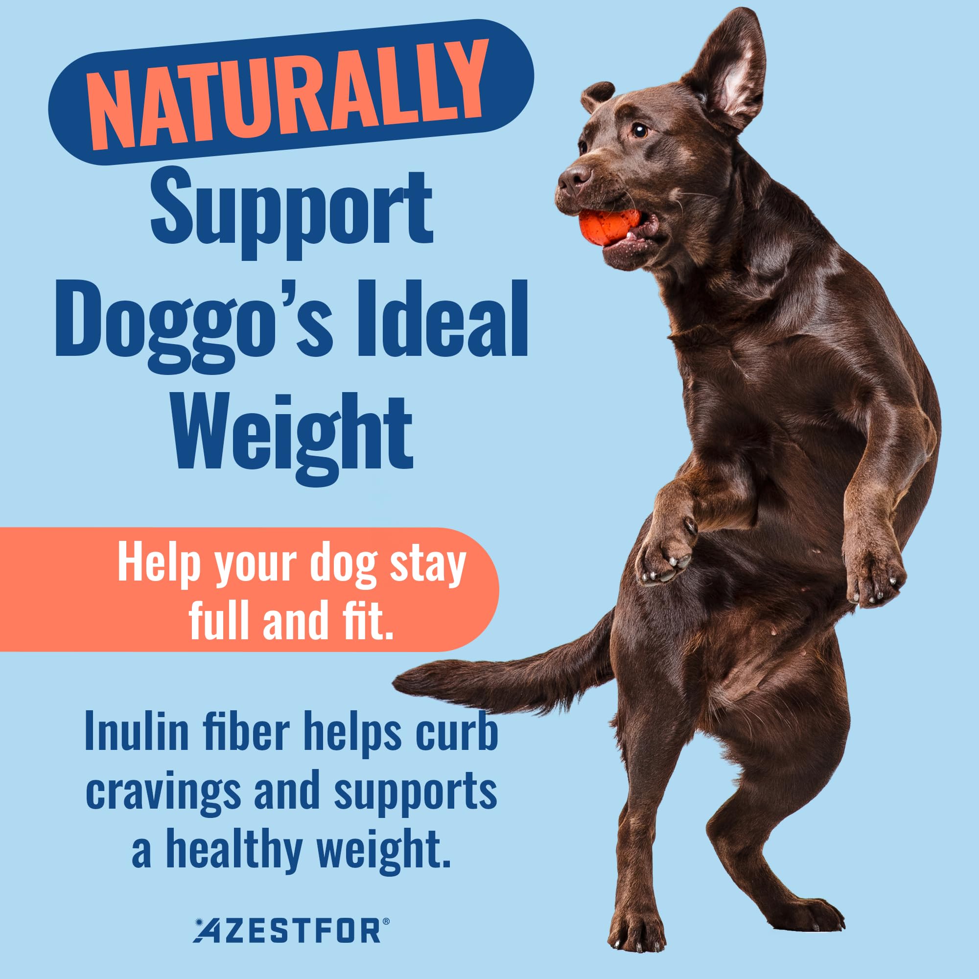 Azestfor Gut Health Supplement for Dogs – 3 in 1 Probiotic, Prebiotic & Postbiotic Blend – Supports Digestion, Immunity & Skin – Easy-to-Use Powder – for All Breeds & Sizes – 60g (30 Servings) AzestforAu supplements