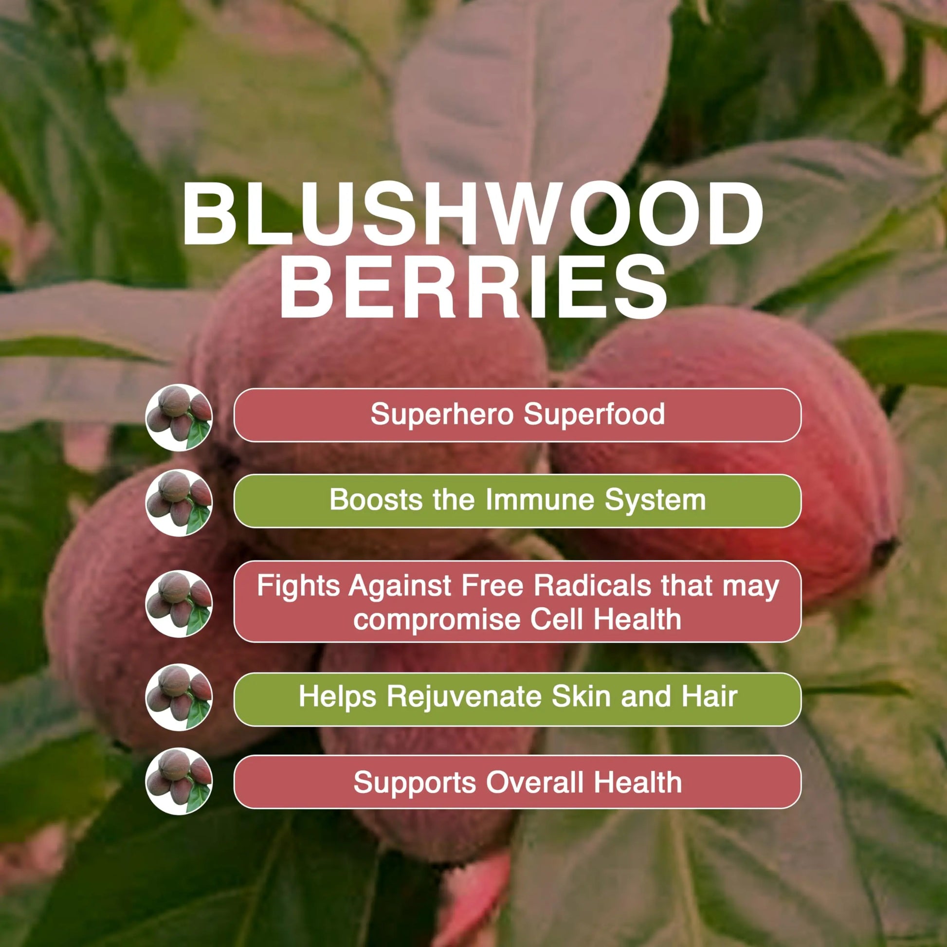 Aussie Pure Blushwood Berry Superfruit Daily Cell Defense - Soursop - Kakadu Plum - Pomegranate - Blueberry - Immune and Cell Support Powder - All Ages - Lab Tested and Authenticated - 180g/6.4oz Aussie Purenz supplements