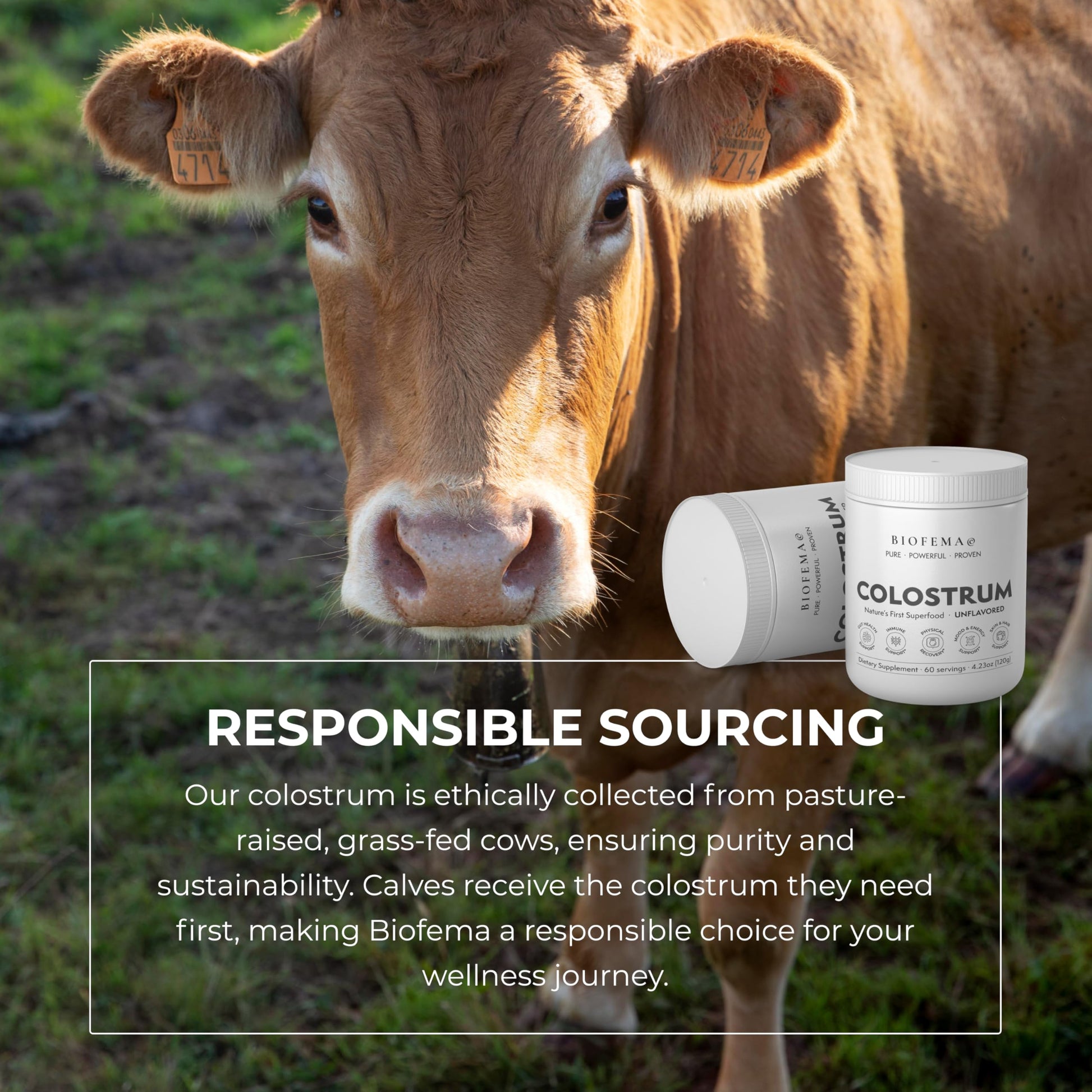 BIOFEMA Bovine Colostrum Supplement - Natures Superfood – First Milk Powder Magic for Gut Health, Immune Support, Physical Recovery, Skin, Hair & Nail Health BIOFEMAAu supplements