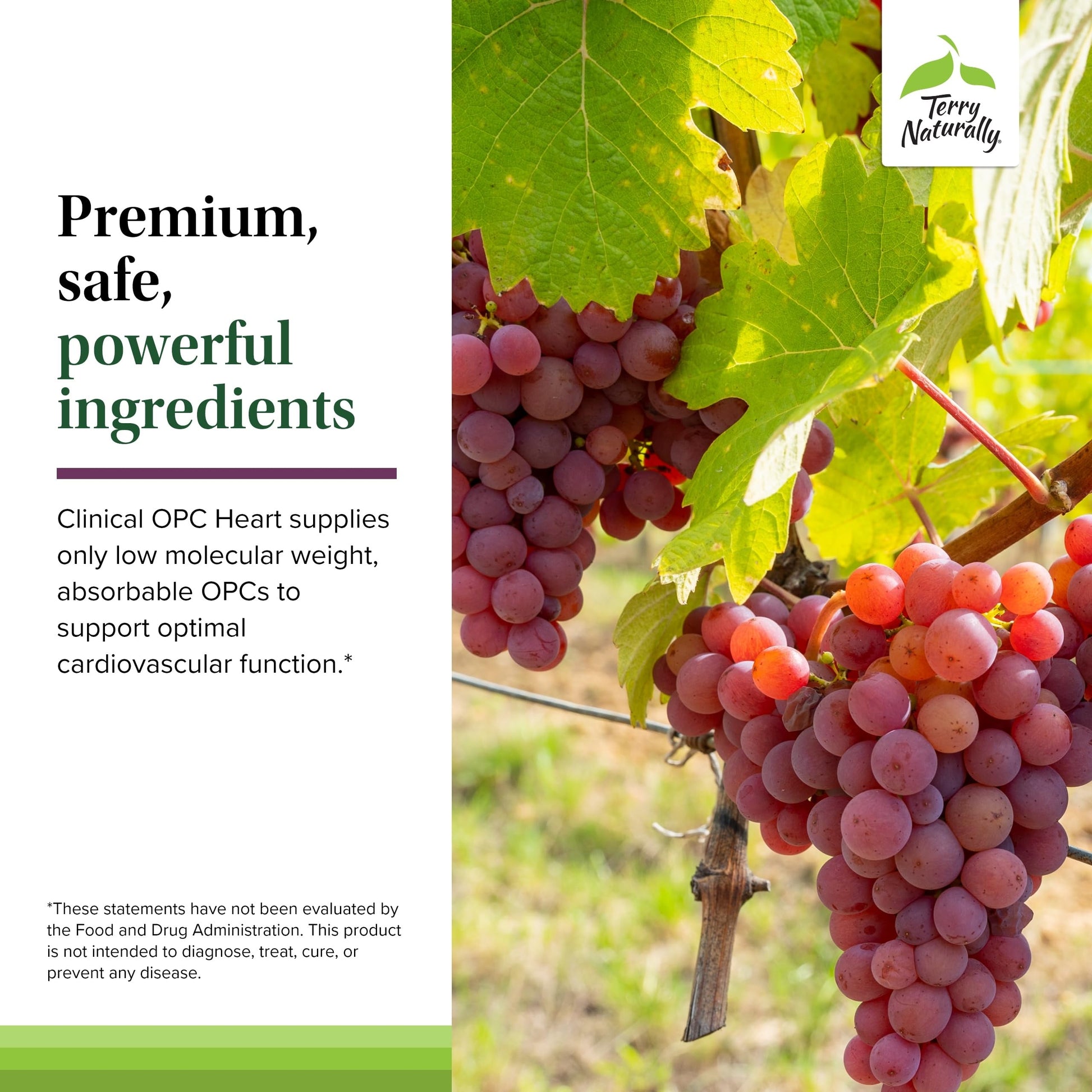 Terry Naturally Clinical OPC Heart - Heart Health Supplement with Magnesium, Vitamin B6, Grape Seed Extract - Dietary Supplement for Artery Health & Circulation - 60 Capsules Terry NaturallyAu supplements