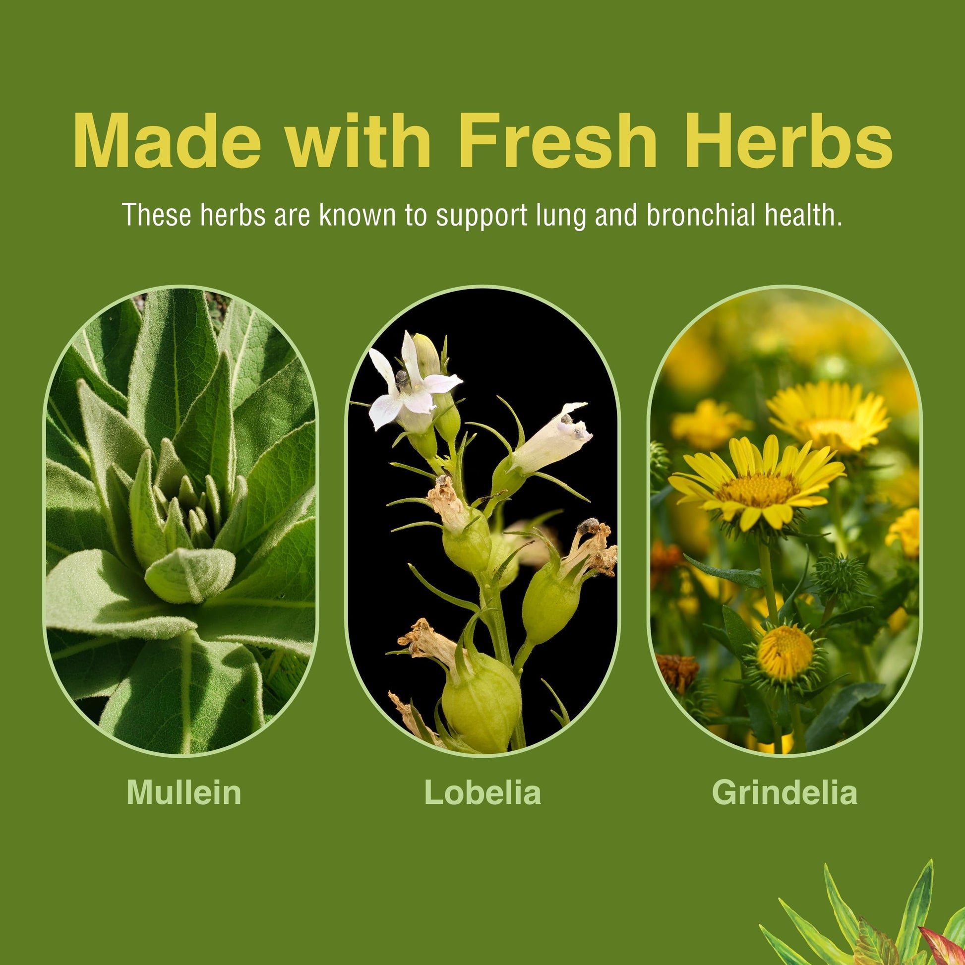 Herbs Etc. Lung Tonic - Lung Supplement for Bronchial Support - Healthy Breathing Support with Mullein, Horehound & Grindelia - 120 Softgels Herbs Etc.Au supplements