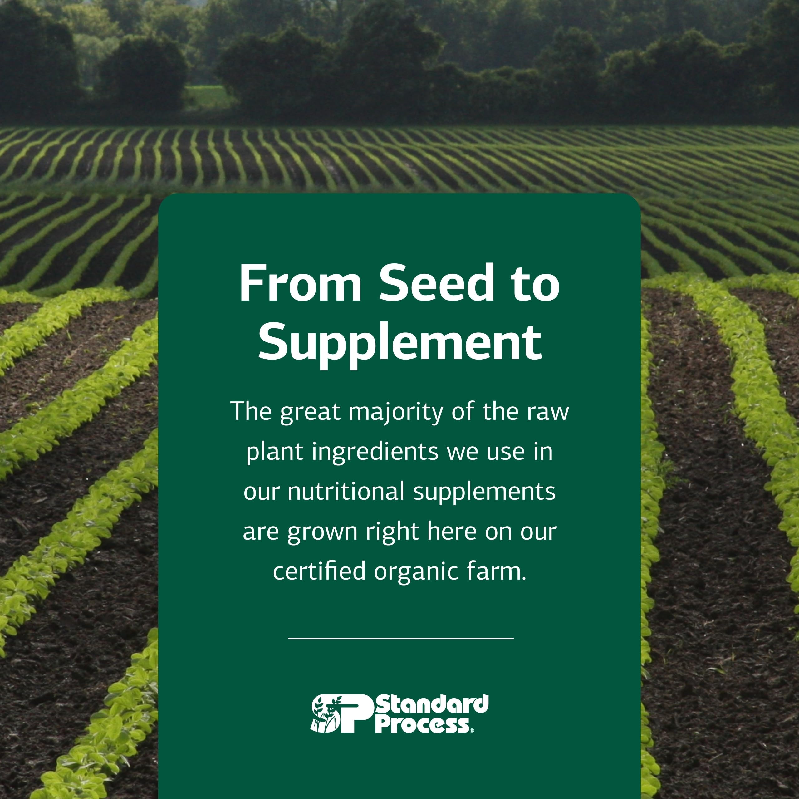 Standard Process Cataplex A - Supports Eye Health & Mucous Membranes - Supports Healthy Vision & Provides Antioxidant Vitamin A - Non-Dairy & Non-Soy - 180 Tablets Standard Process Inc.Au supplements