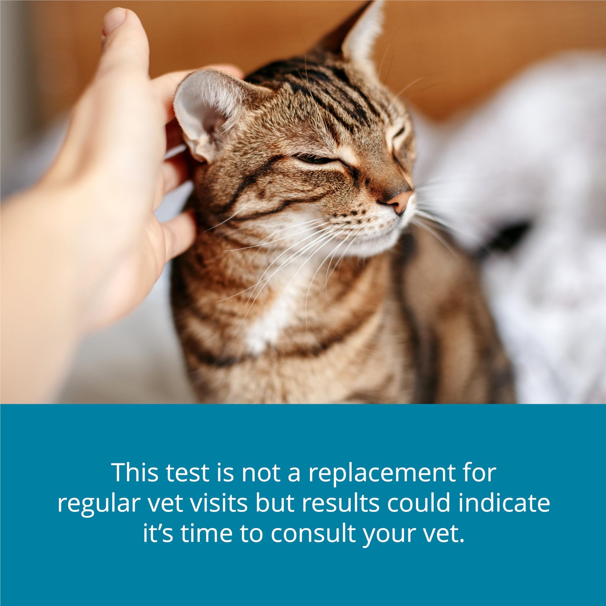 Petivity At-Home Kidney Health Test Kit for Cats — Quick Saliva Urea Test (2-Minute Home Check), Powered by Purina — Help Detect Early Kidney Changes - (Pack of 3) petivityAu supplements